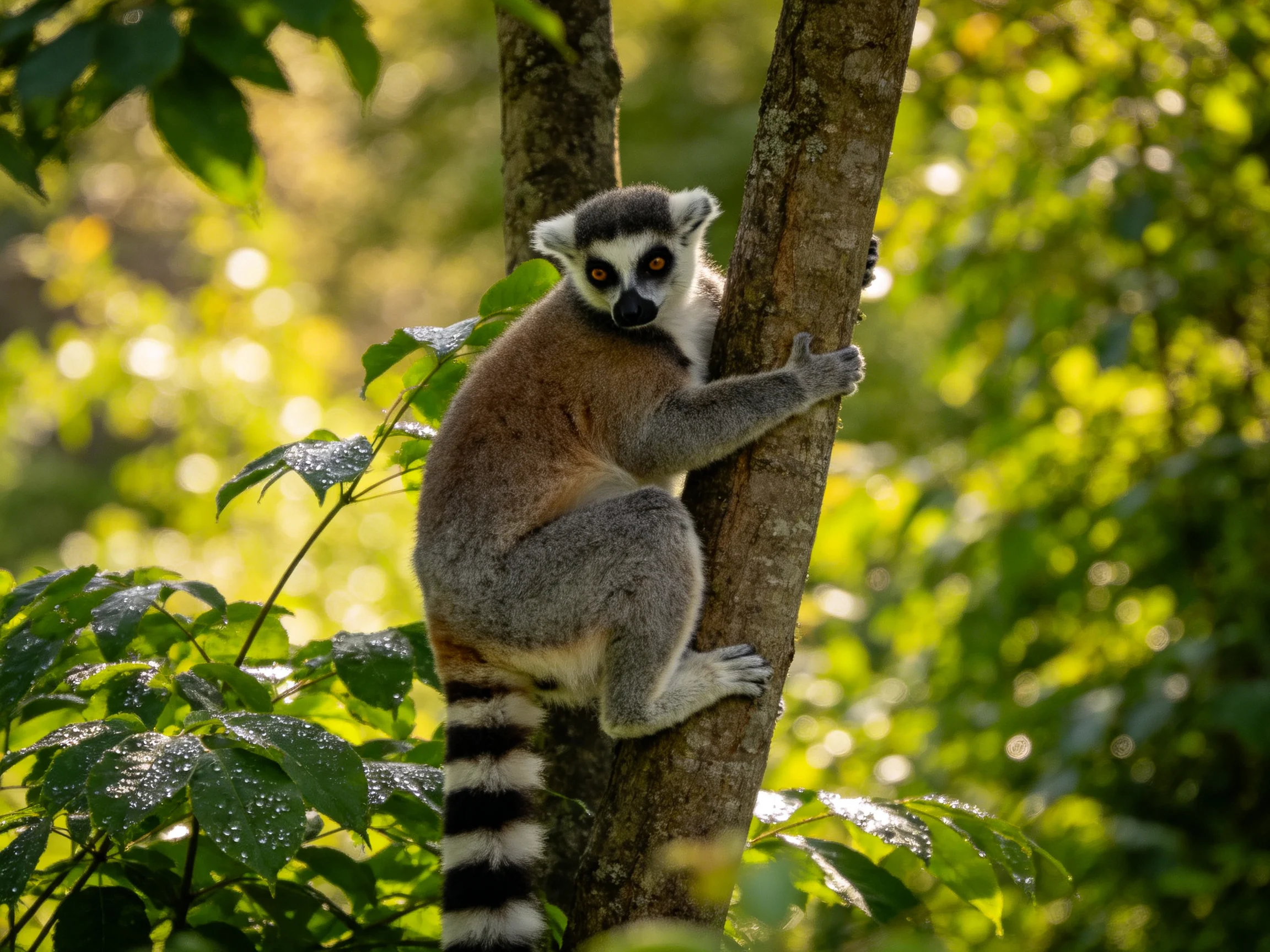 A ring-tailed lemur climbs a tree amid vibrant green foliage