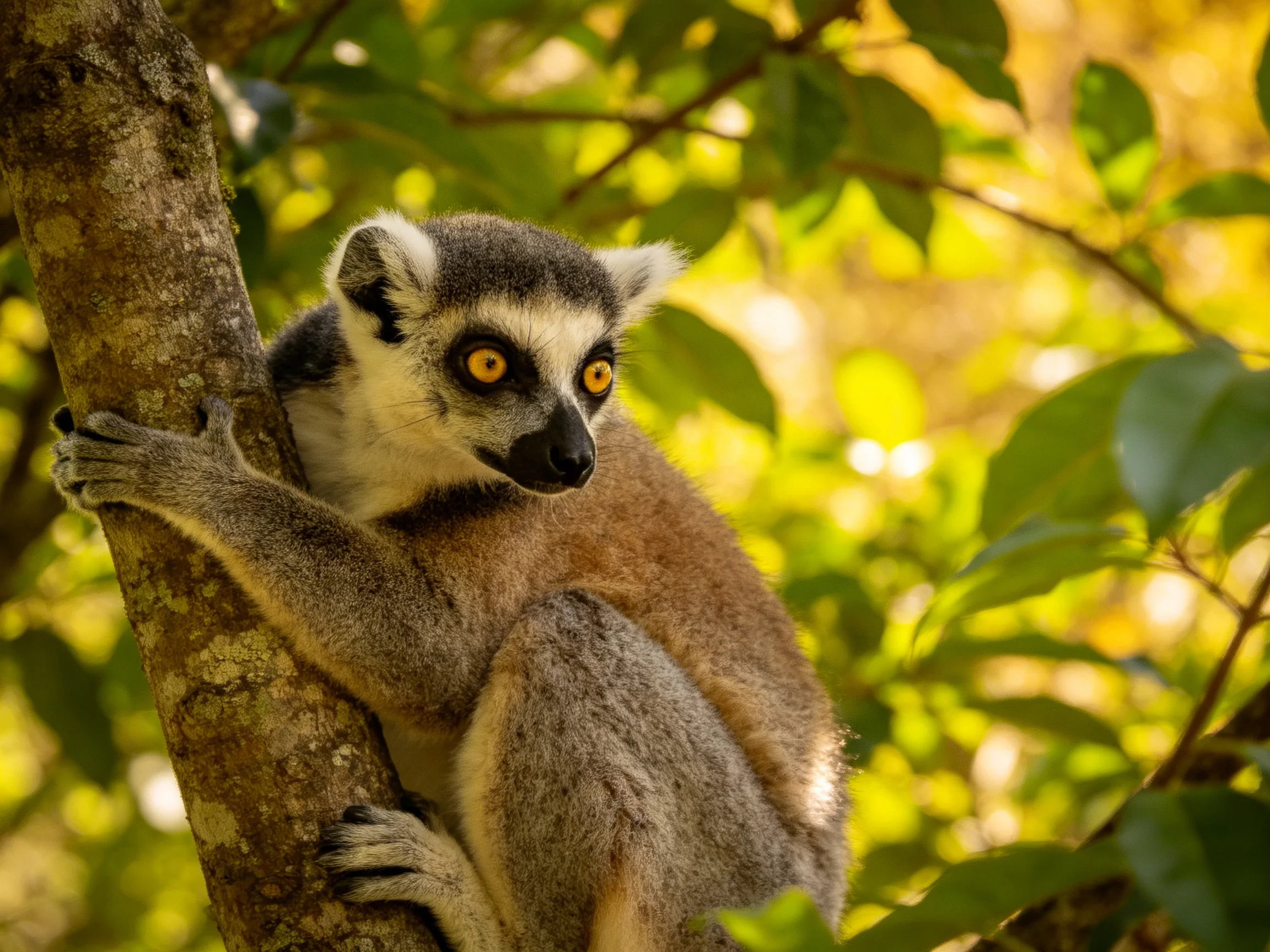 A ring-tailed lemur clings to a tree trunk amid lush green foliage