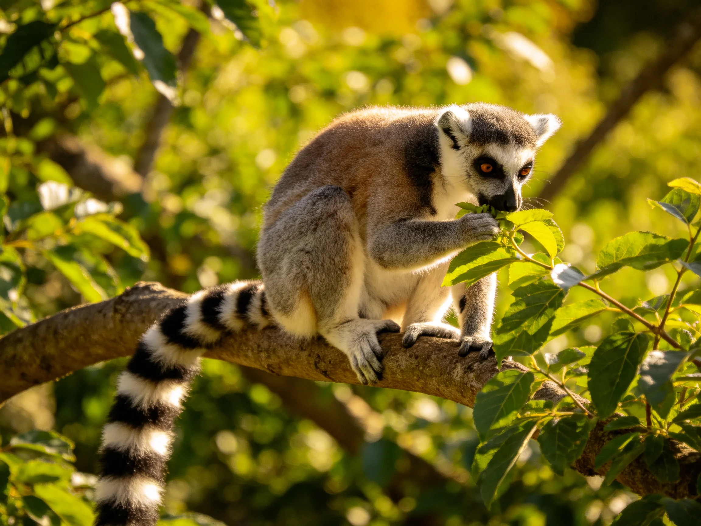 A ring - tailed lemur eats leaves on a sun - dappled tree branch