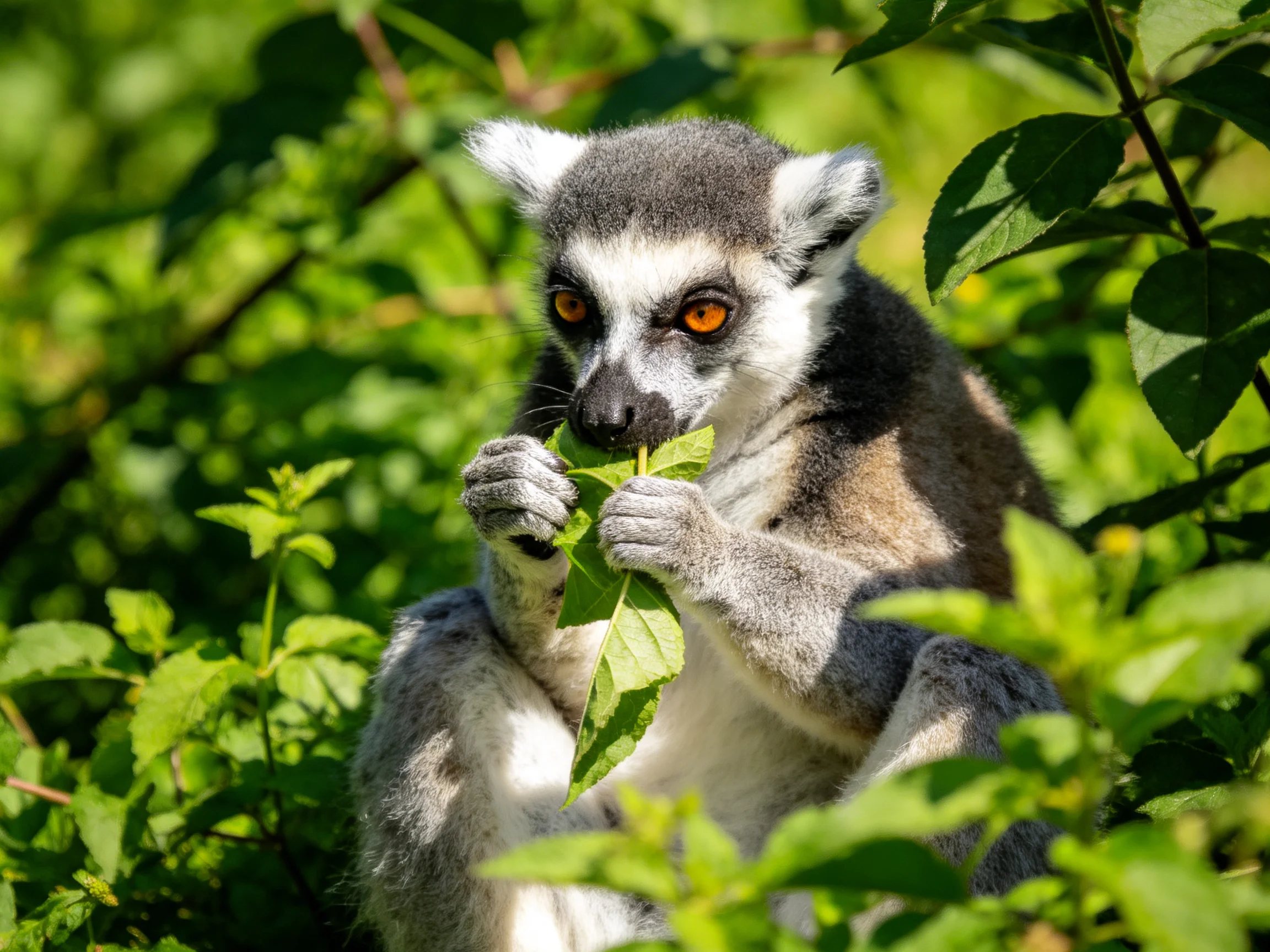 A ring - tailed lemur nibbles vibrant green foliageleaves amid dense foliage