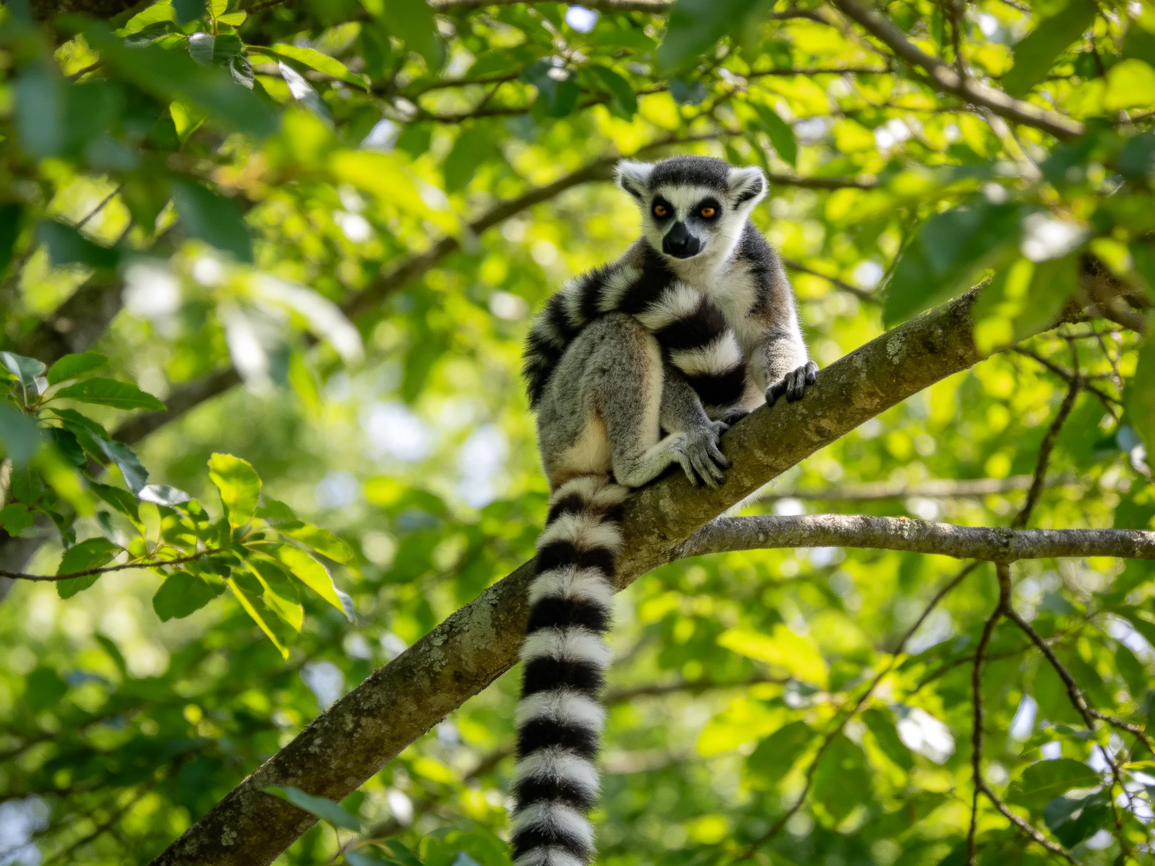 A ring - tailed lemur perched on a brown tree branch amid lush green foliage
