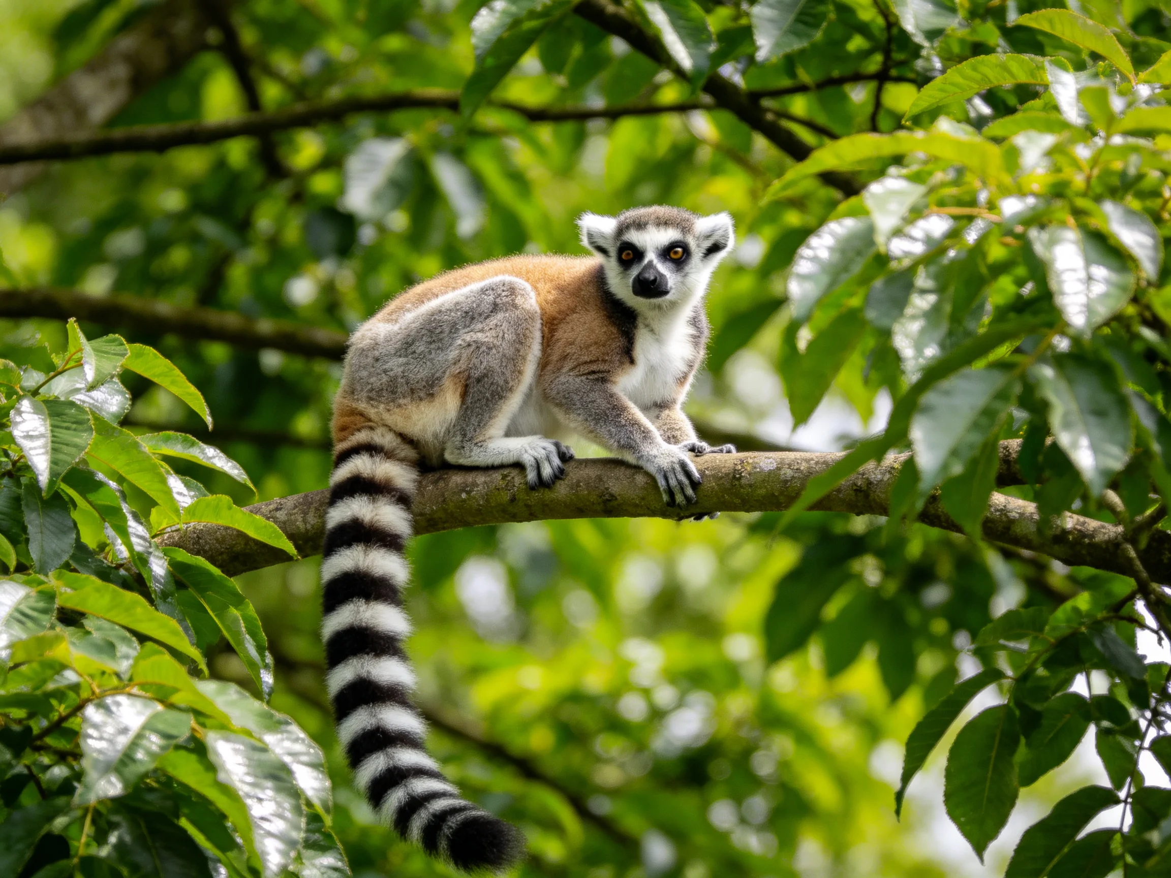 A ring - tailed lemur perched on a brown tree branch amid lush green leaves