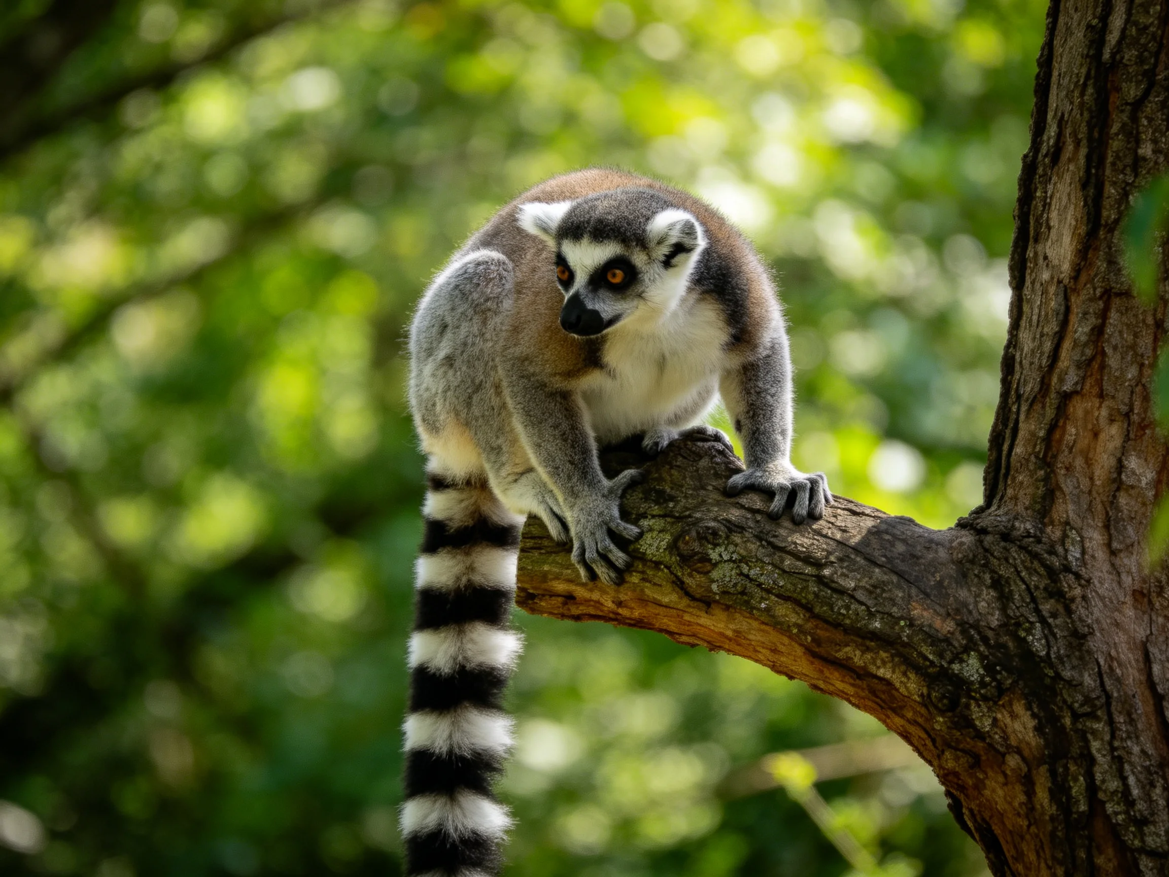 A ring-tailed lemur perched on a brown tree branch amid lush greenery