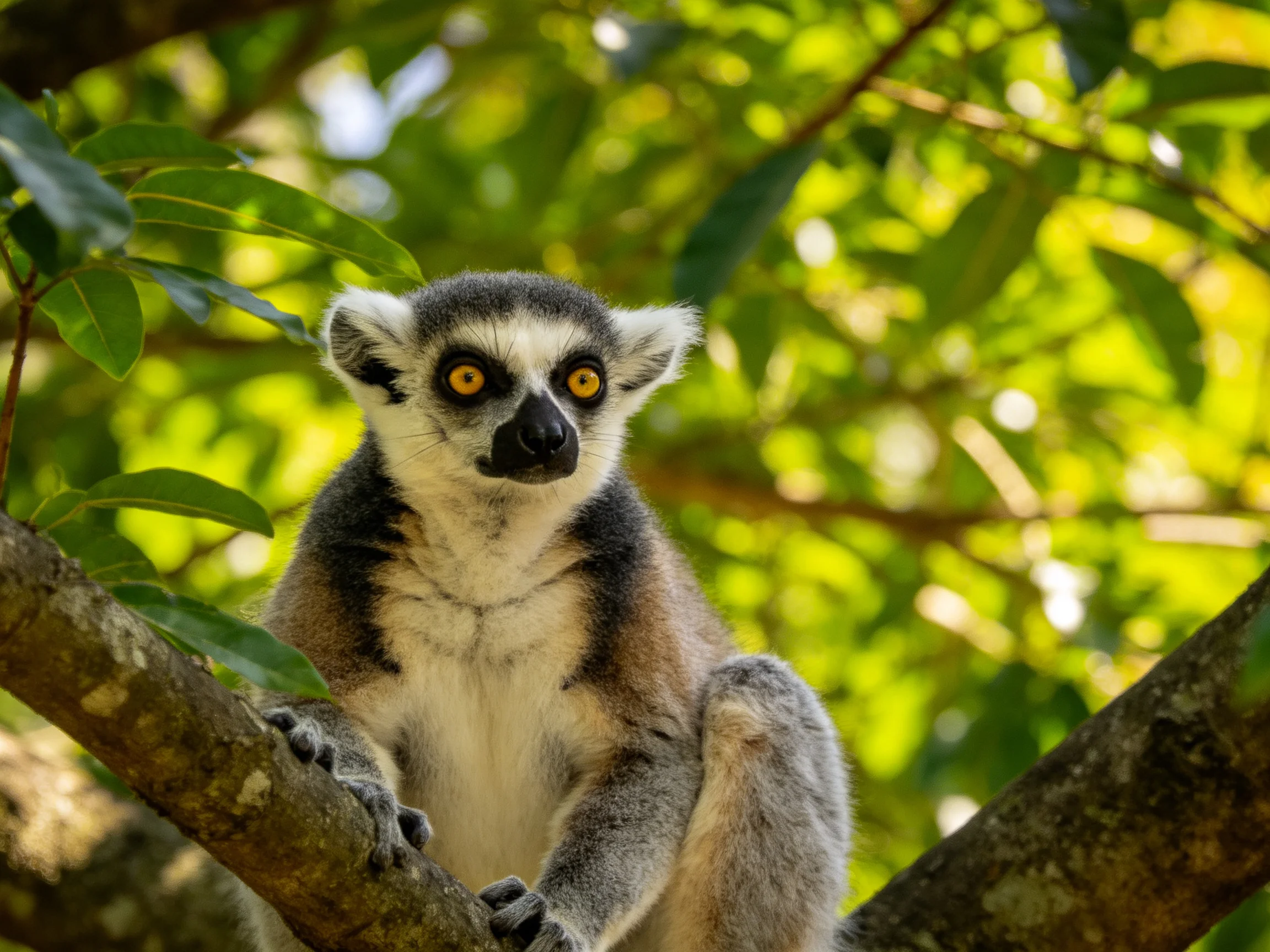 A ring-tailed lemur perched on a tree branch amid lush green foliage