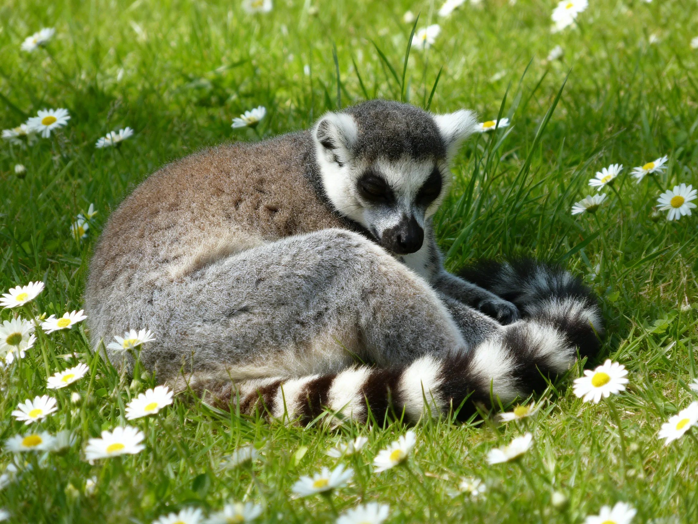 A ring - tailed lemur rests amid lush green grass and white daisies