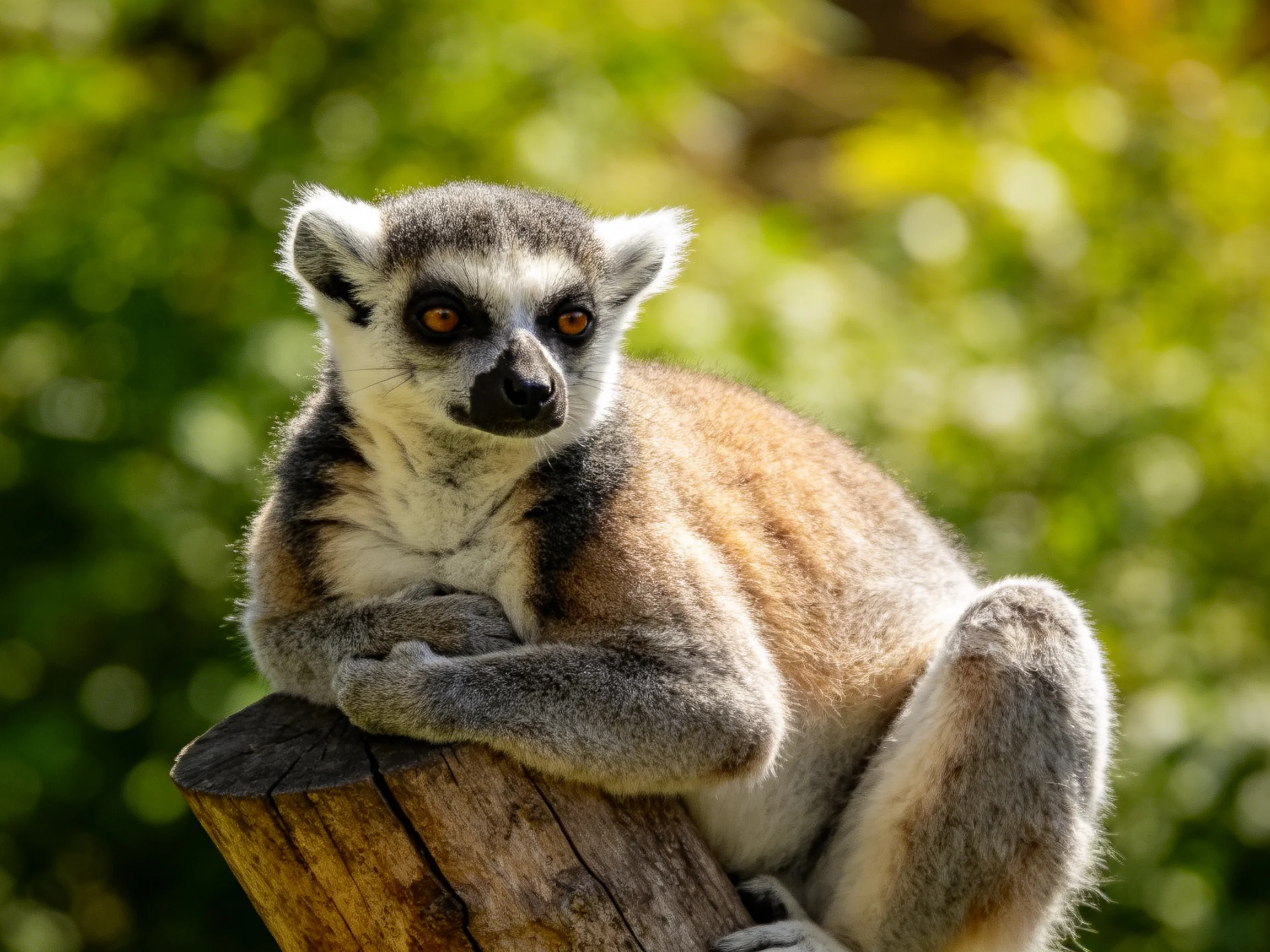 A ring-tailed lemur rests on a weathered wooden post amid lush greenery