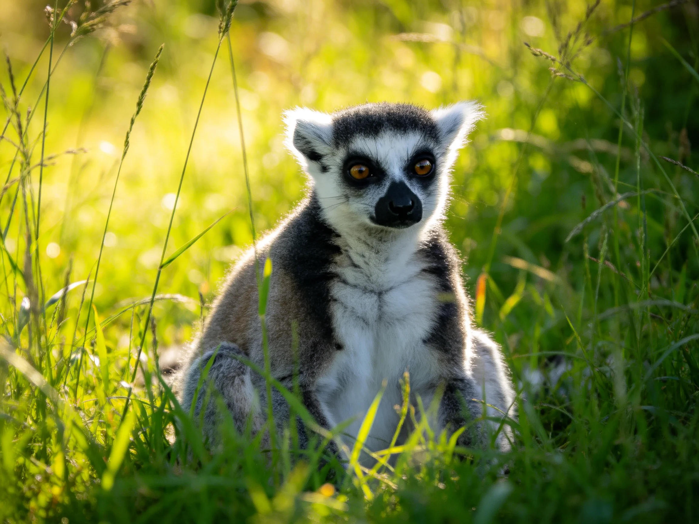 A ring - tailed lemur sits amid tall sunlit green grasses