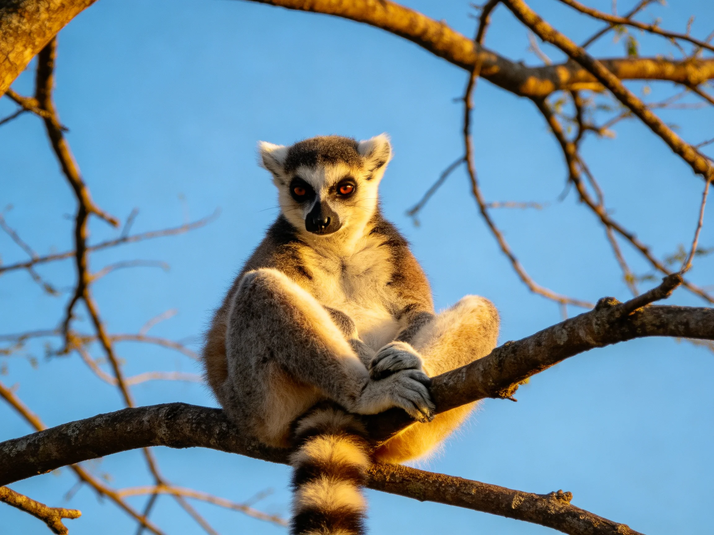 A ring - tailed lemur sits on a brown tree branch under blue sky
