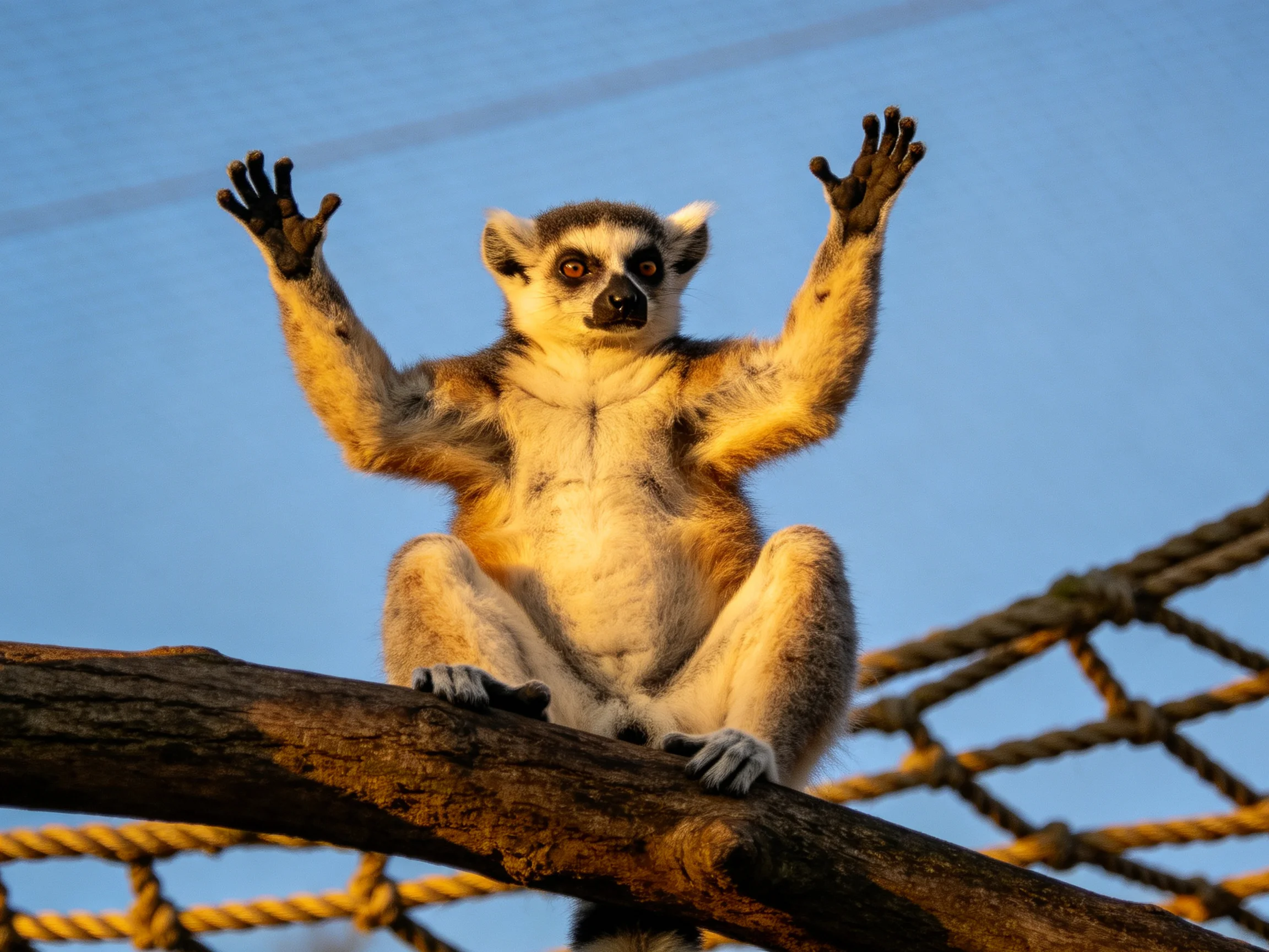 A ring-tailed lemur sits on a wooden branch with raised paws under a clear blue sky