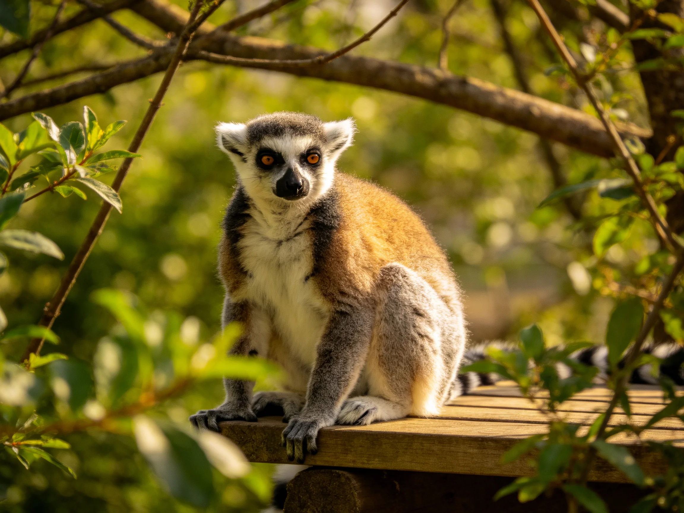 A ring-tailed lemur sits on a wooden platform amid lush green foliage
