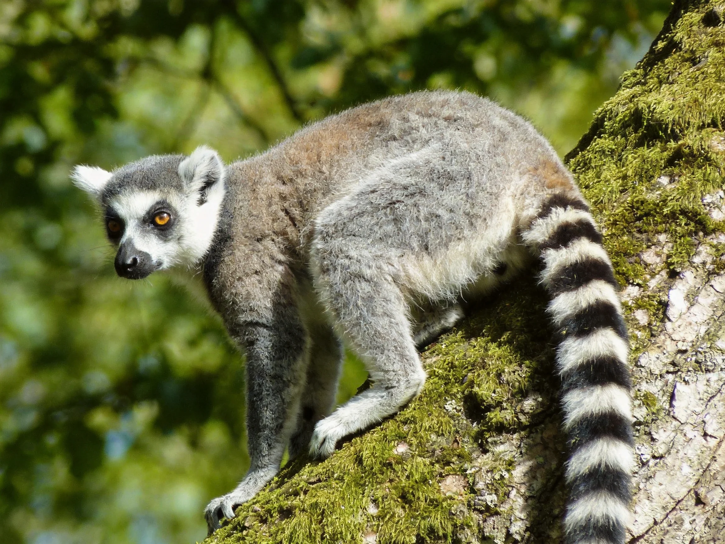 A ring - tailed lemur with a striped tail climbs a moss - covered tree trunk.