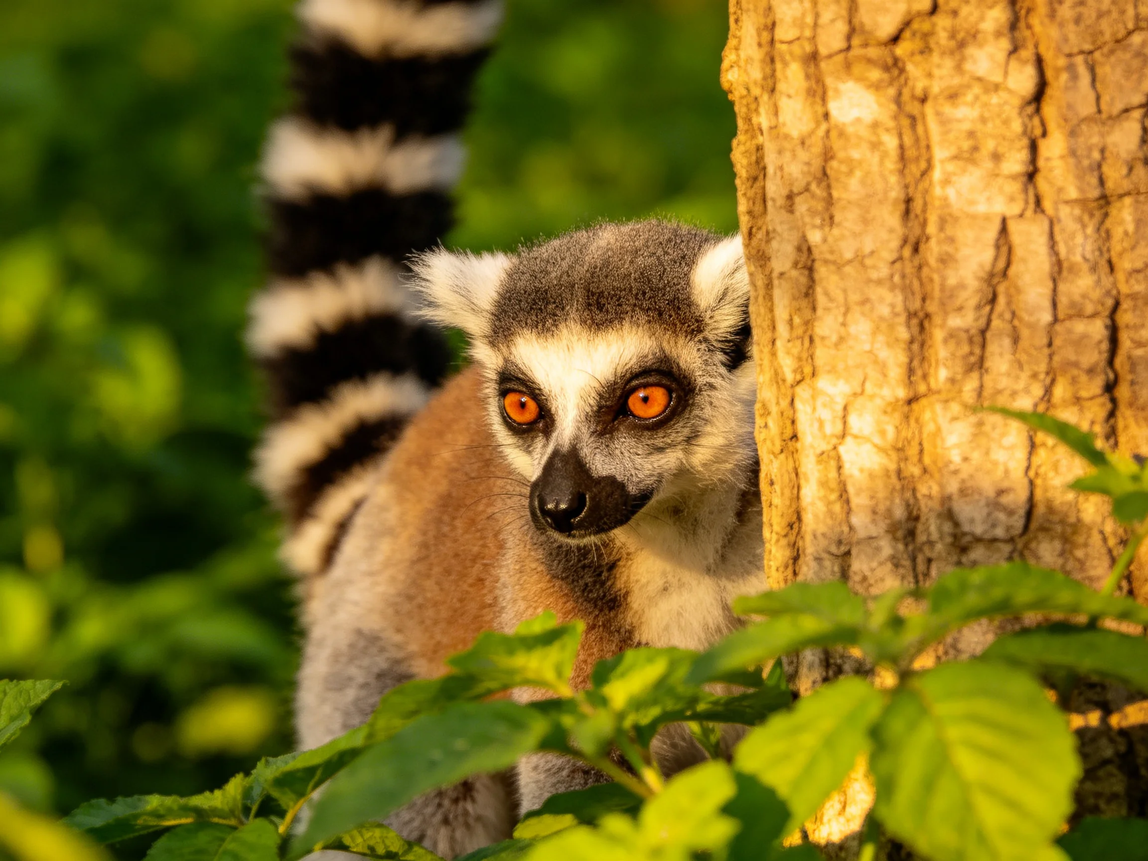 A ring - tailed lemur with bright orange eyes near a textured tree trunk
