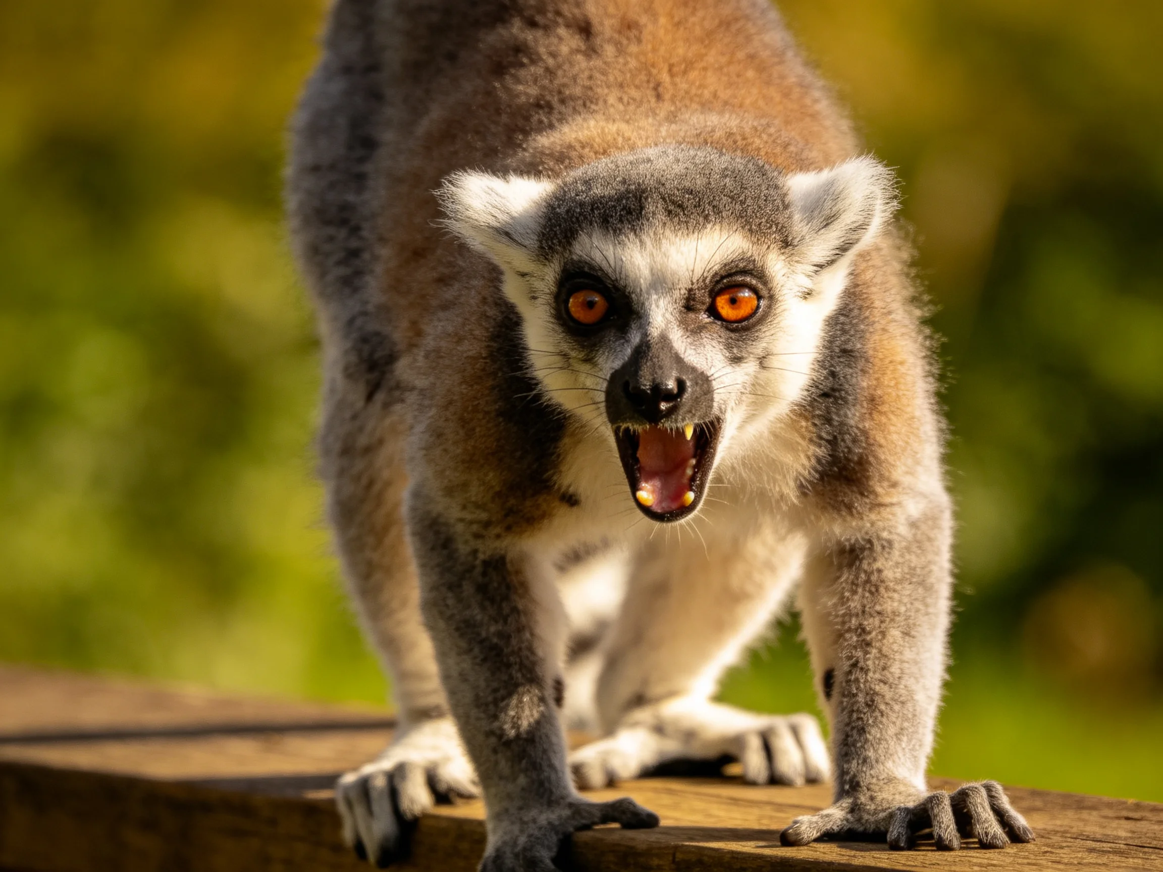 A ring-tailed lemur with bright orange eyes shows aggression