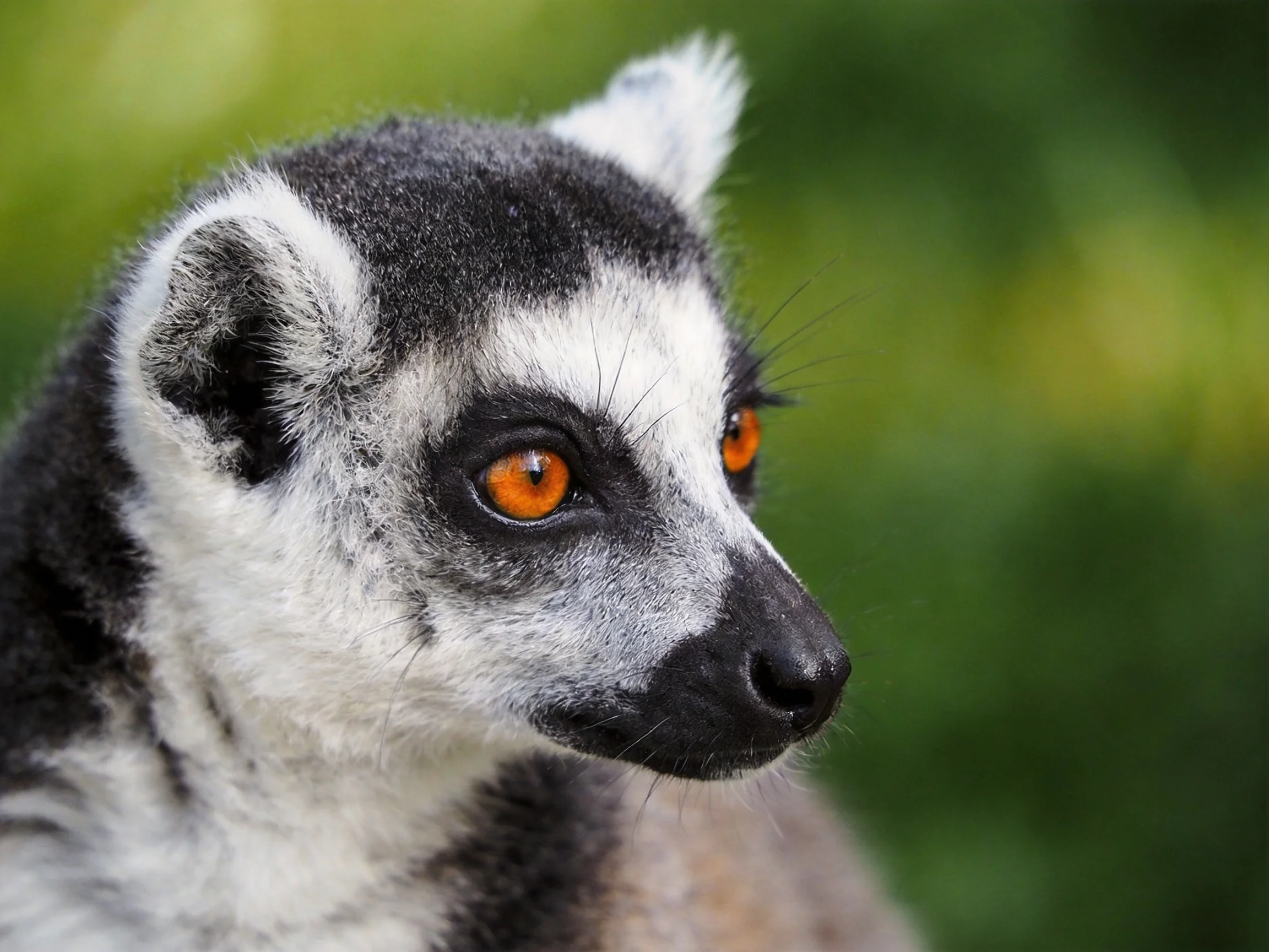 A ring - tailed lemur with bright orange eyes