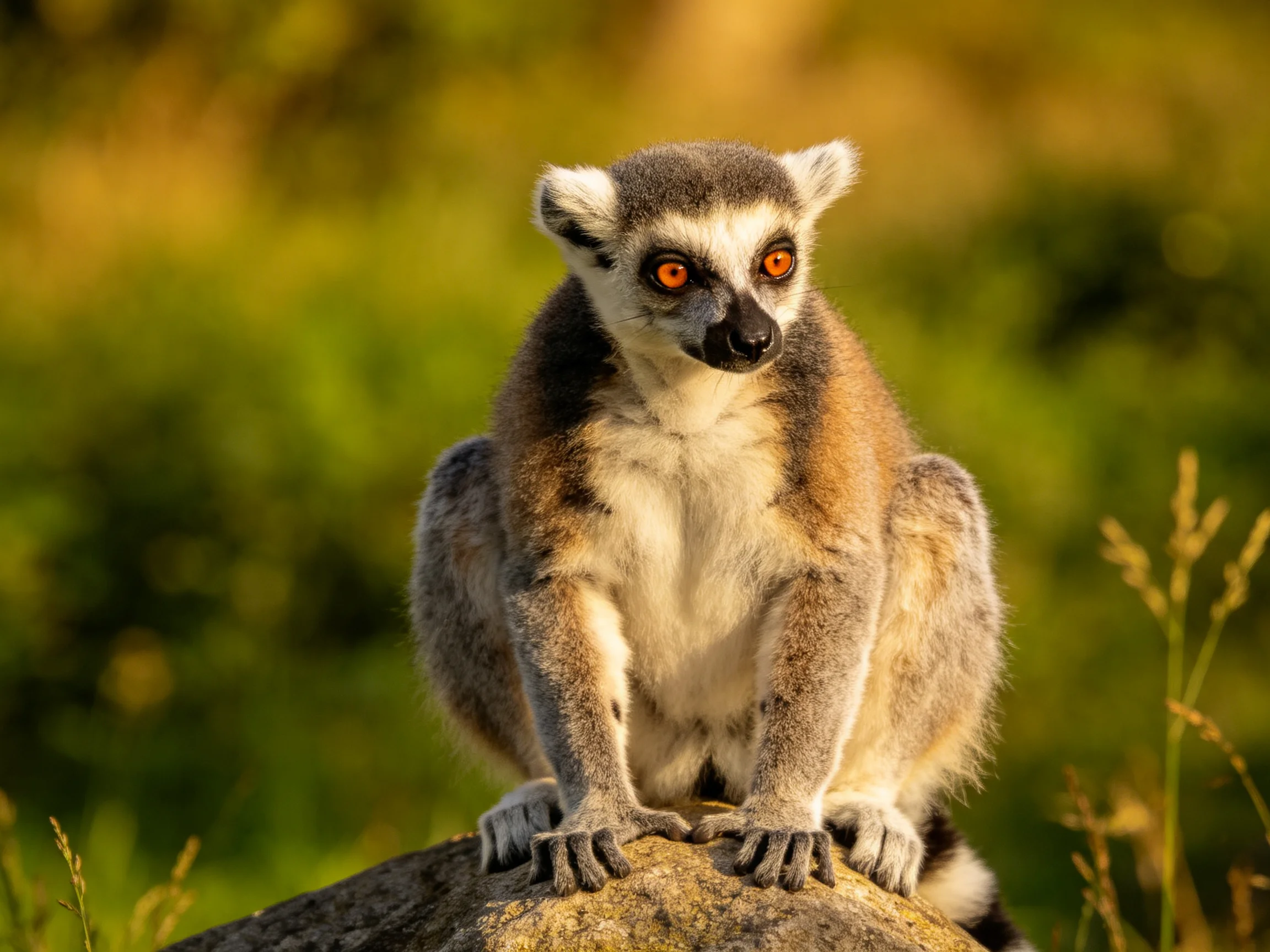 A ring-tailed lemur with bright orange eyesperched on a rock in a sunlit meadow