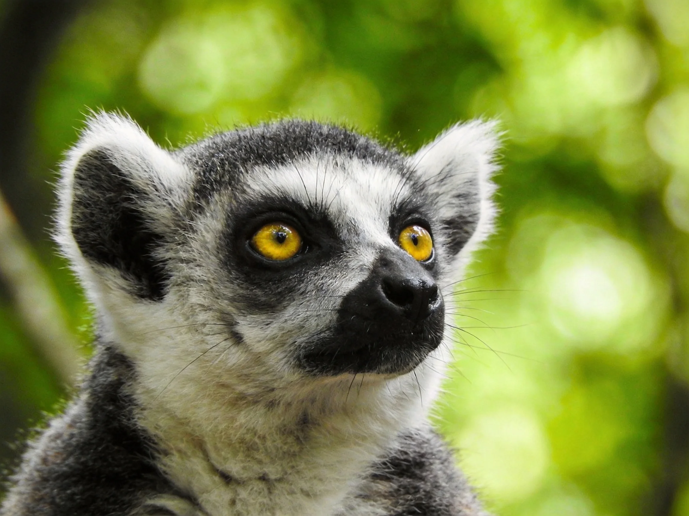 A ring-tailed lemur with bright yellow eyes among lush green foliage