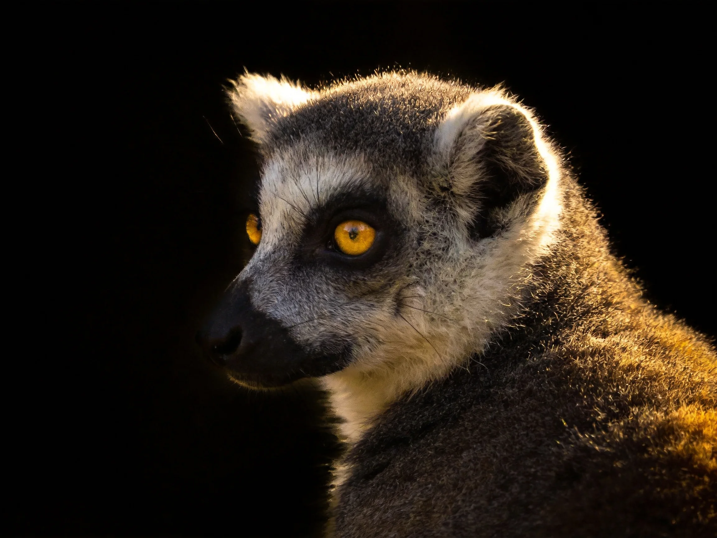 A ring-tailed lemur with bright yellow eyes highlighted by warm lighting