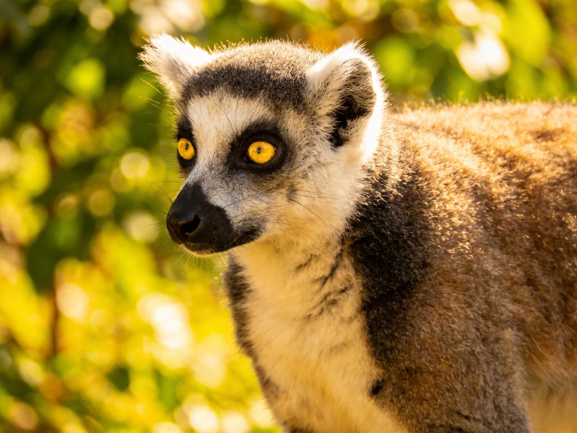 A ring-tailed lemur with bright yellow eyes in sunlit foliage