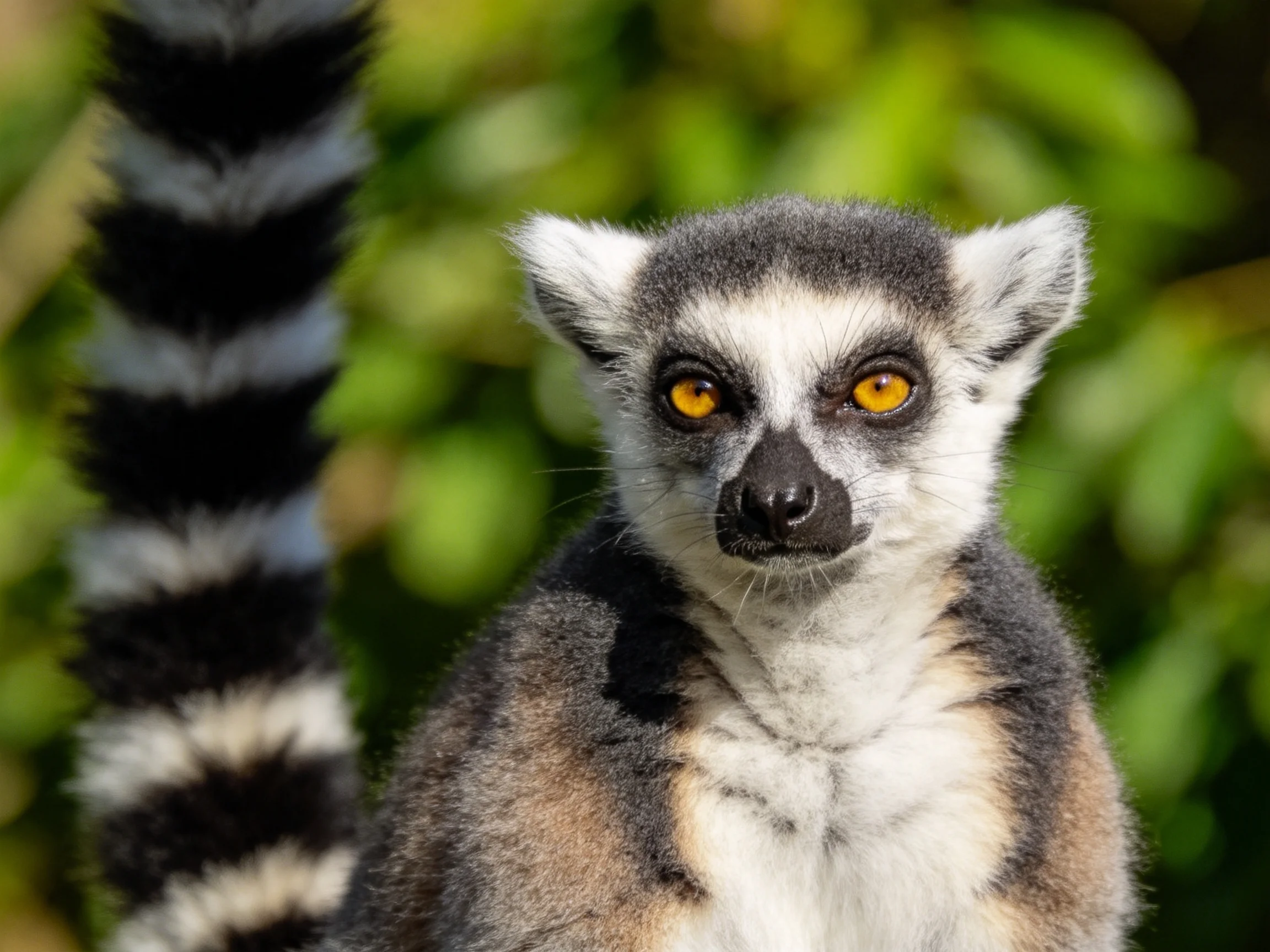 A ring - tailed lemur with striking yellow eyes and bold striped tail