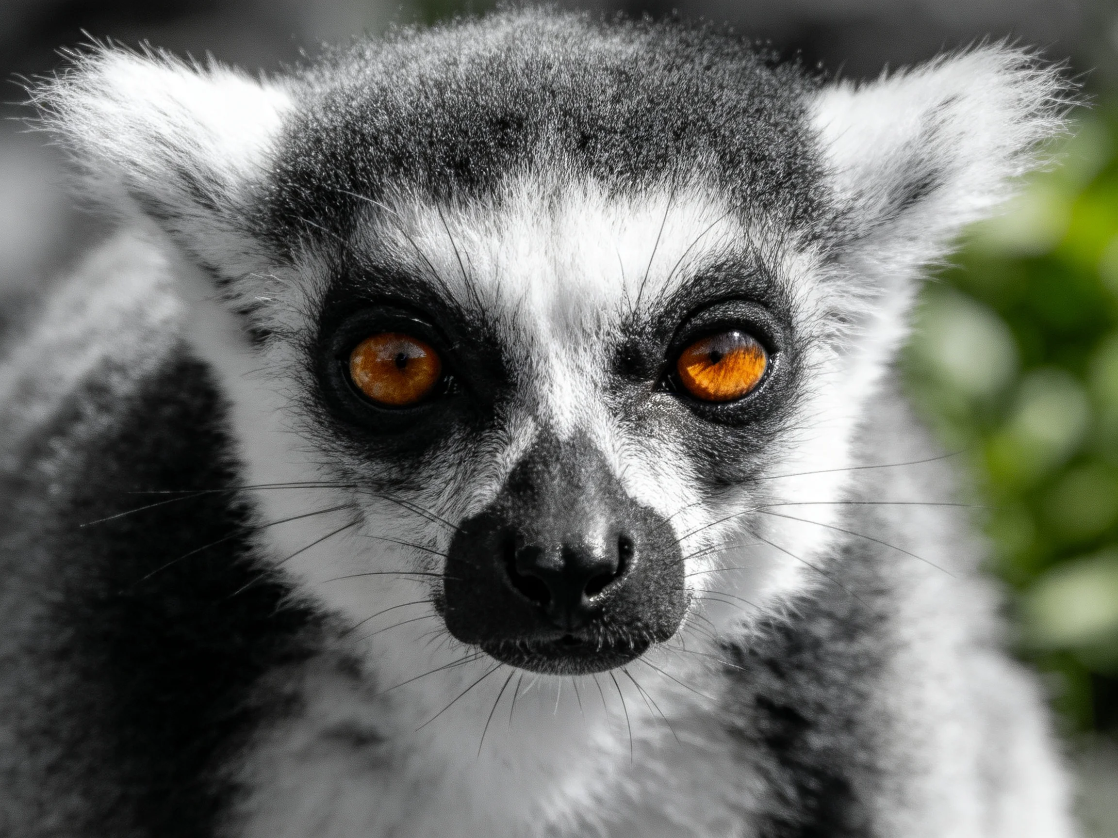 A ring-tailed lemur with vivid orange eyes and stark black-and-white fur