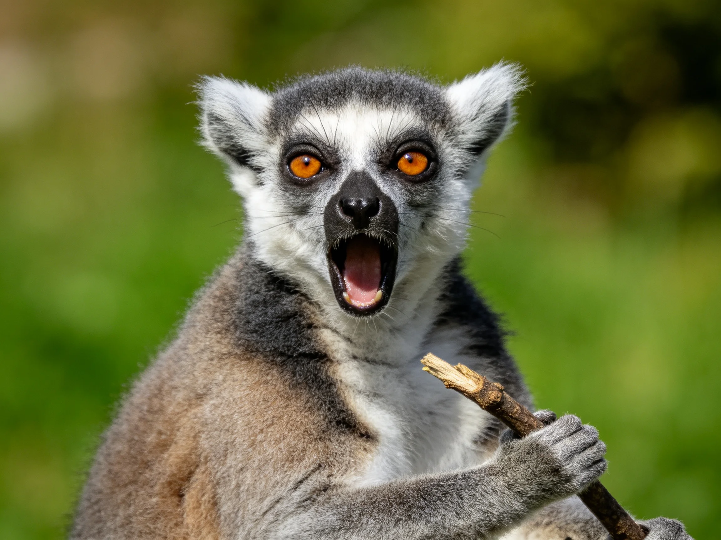 A ring-tailed lemur with vivid orange eyes holds a small branch near green foliage