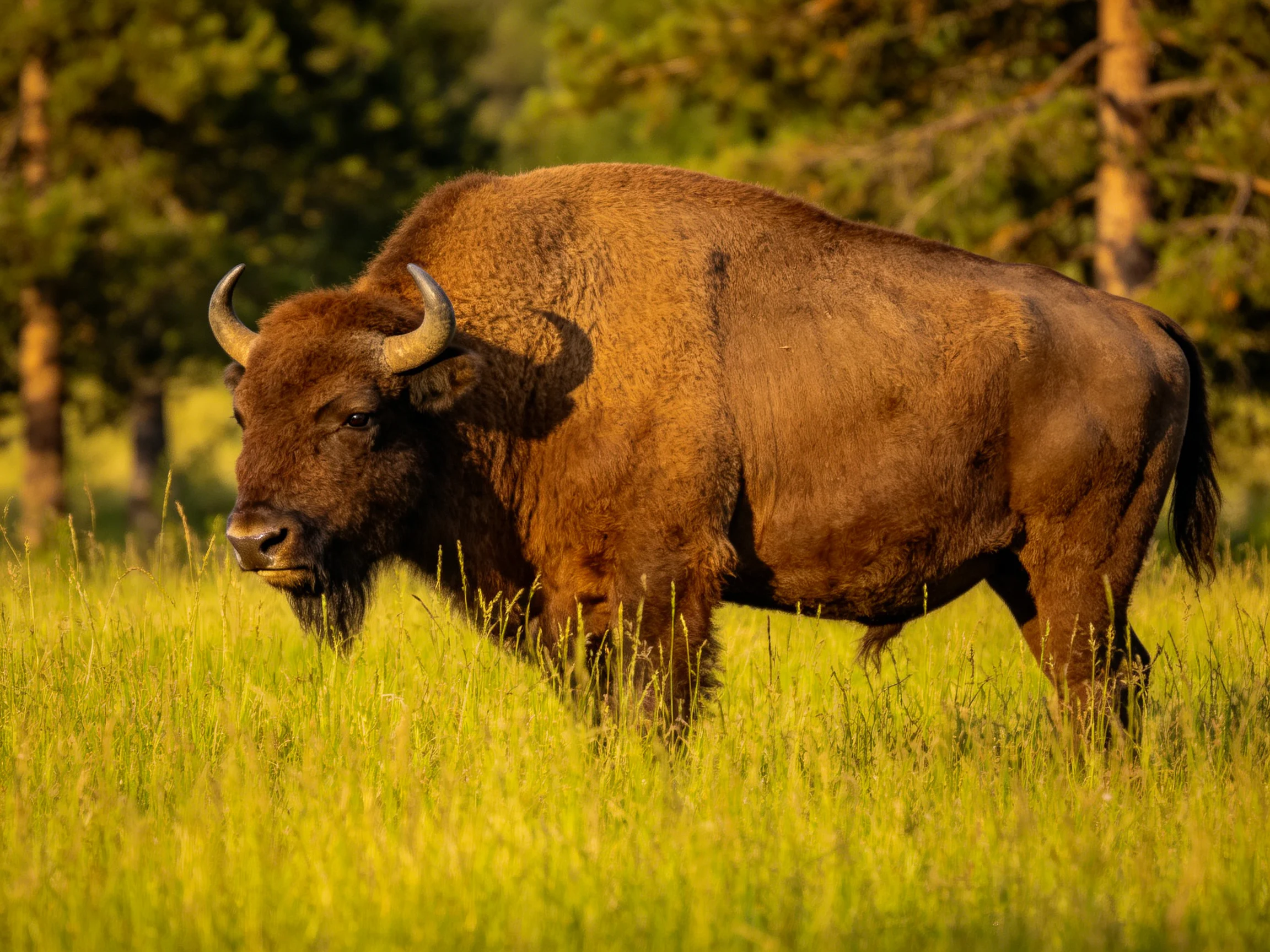 A robust brown bison stands in tall golden grass near green trees