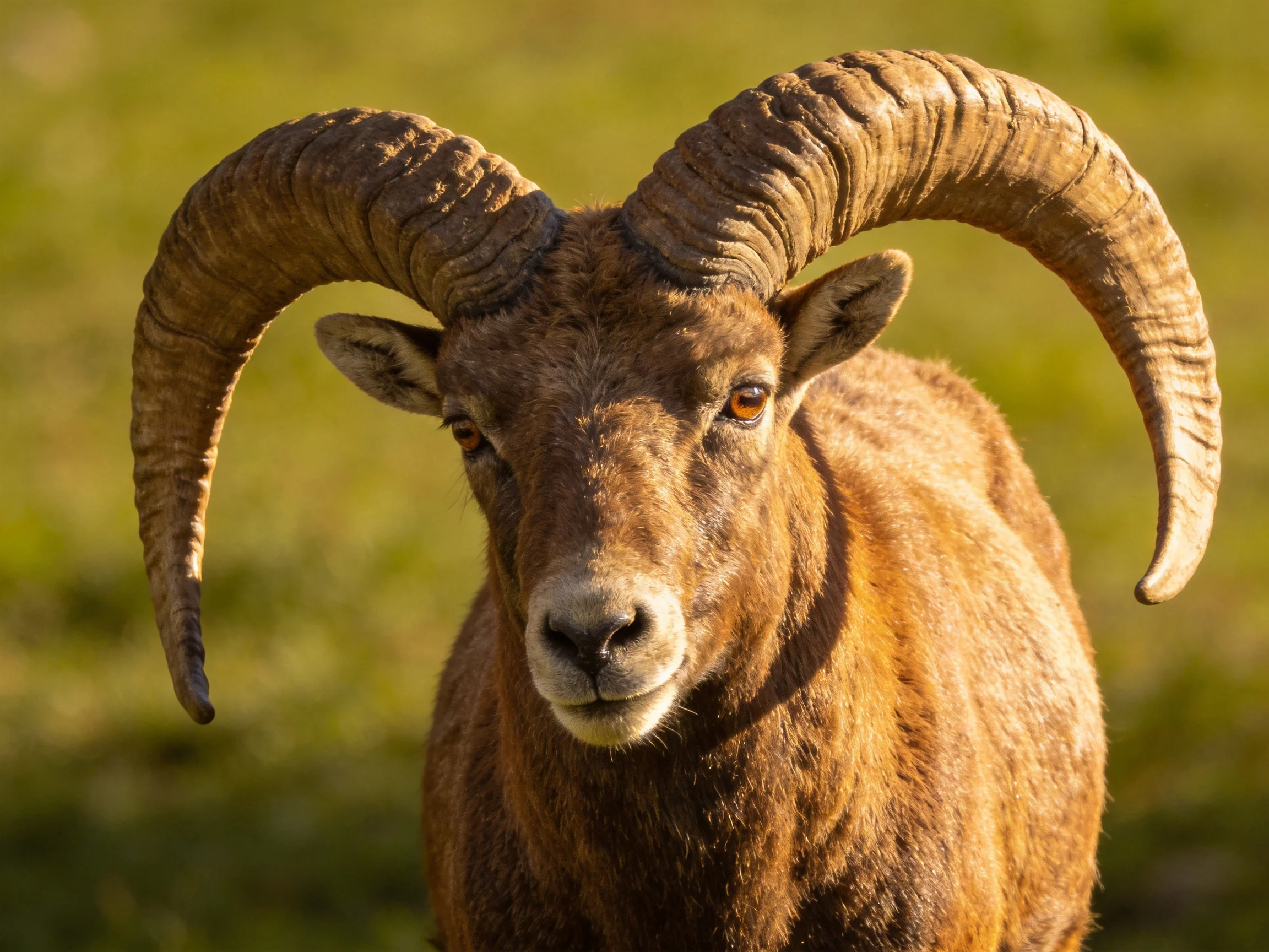 A robust brown wild goat with massive curved horns
