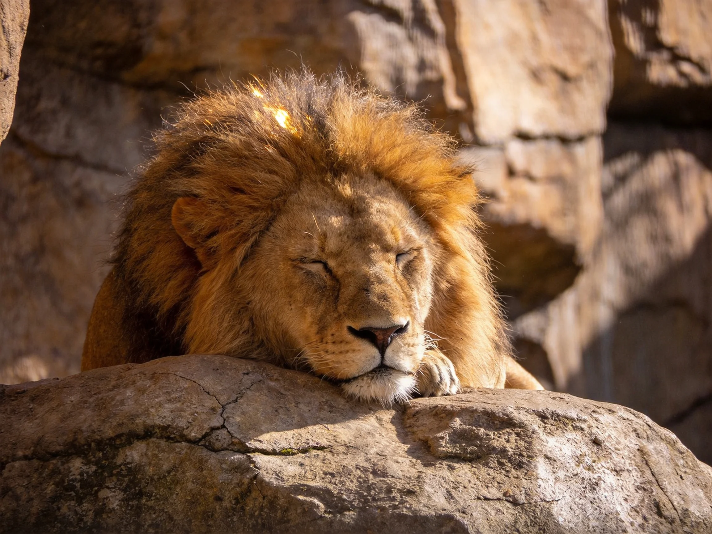 A robust golden lion rests on a large rock near stone cliffs
