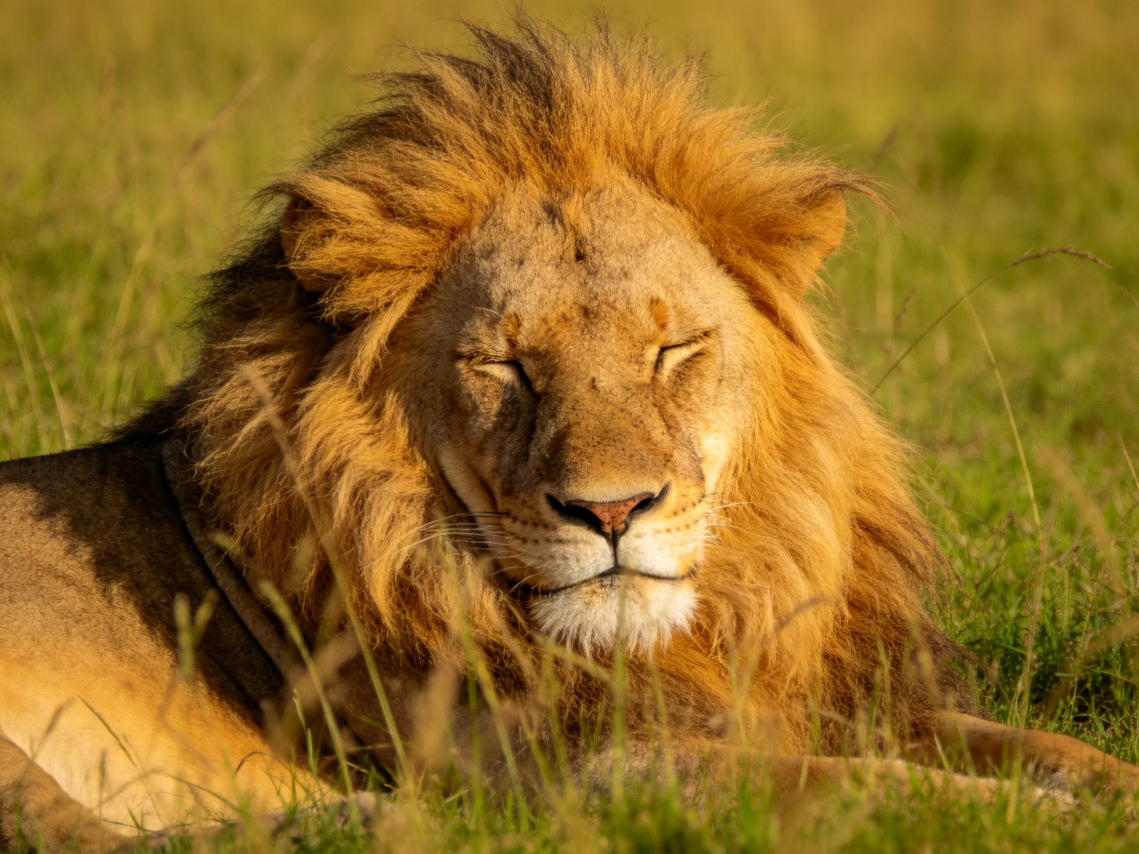 A robust male lion rests in golden savannah grass with thick mane