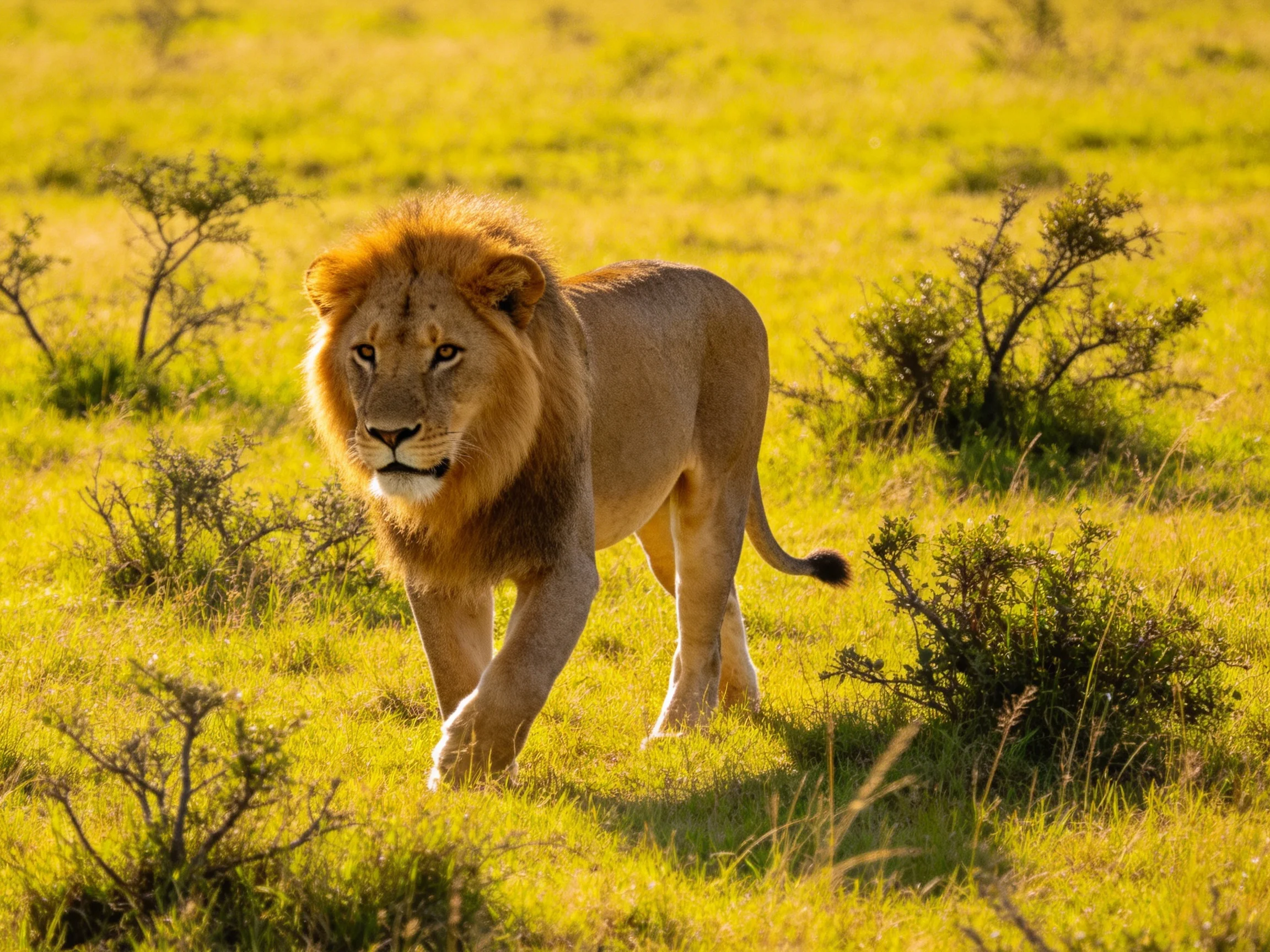 A robust male lion roams golden savannah dotted with shrubs.
