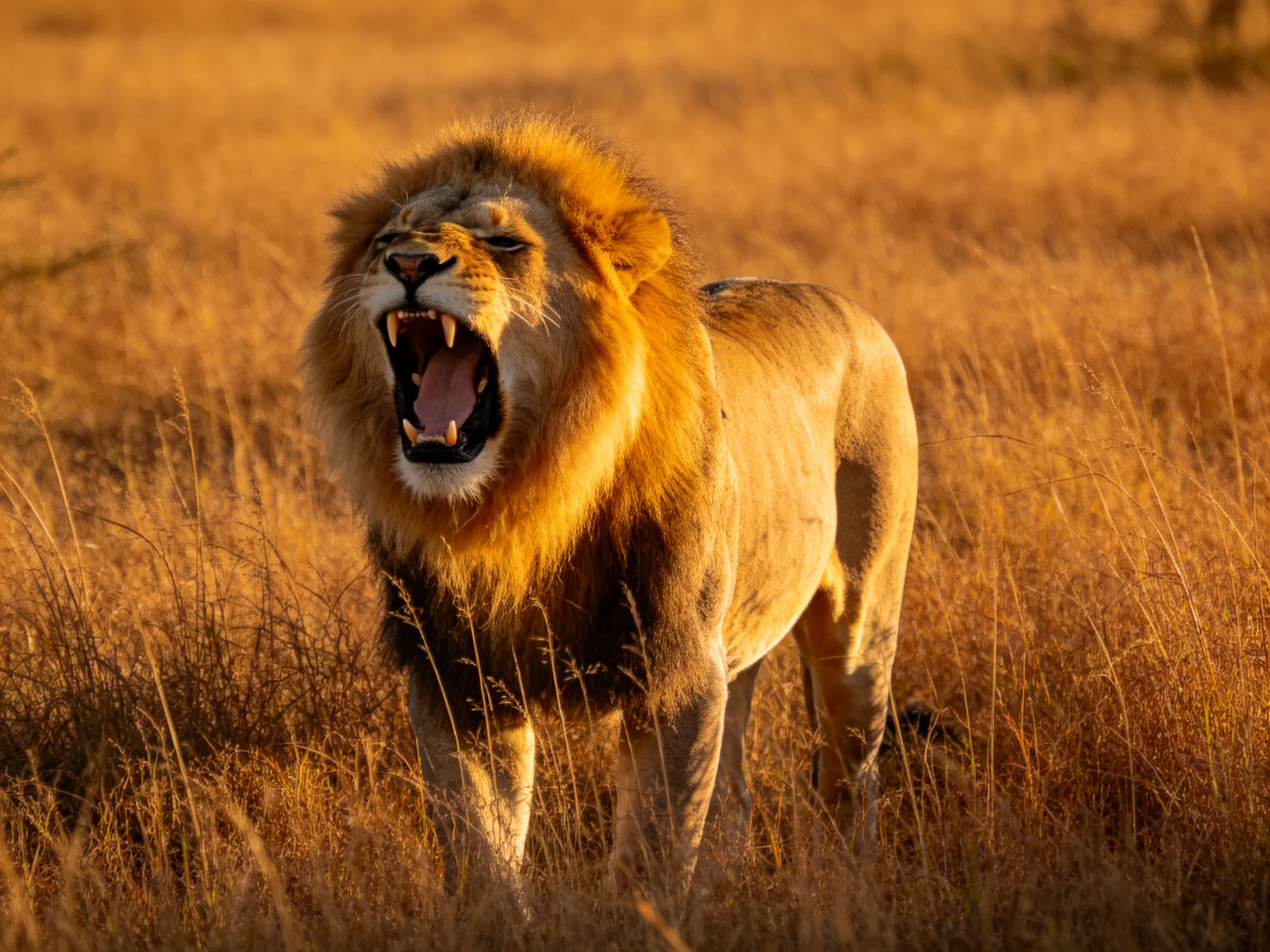 A robust male lion roars in golden savannah terrain