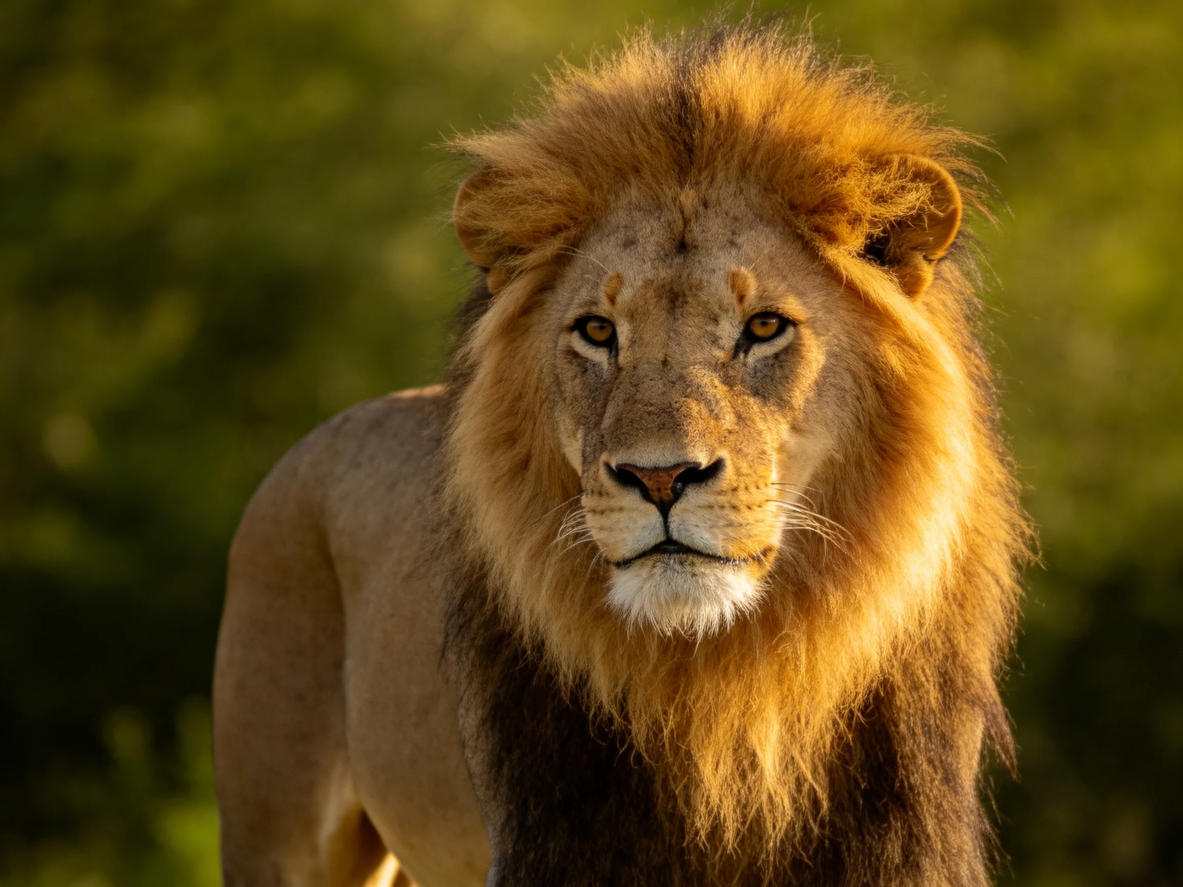 A robust male lion with a thick golden mane in a sunlit wilderness