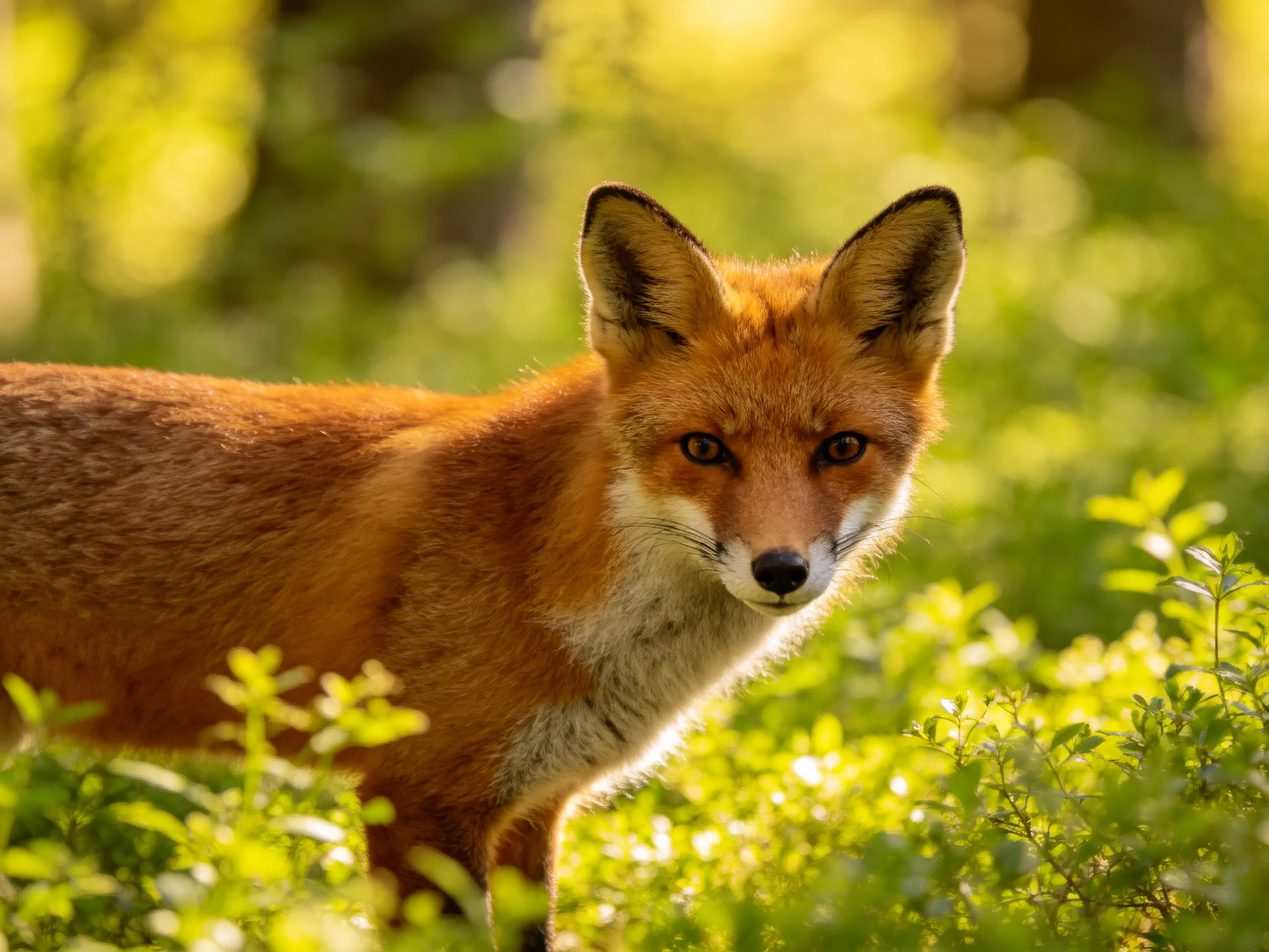 A rufous fox is among lush green plants in a sunlit natural setting.