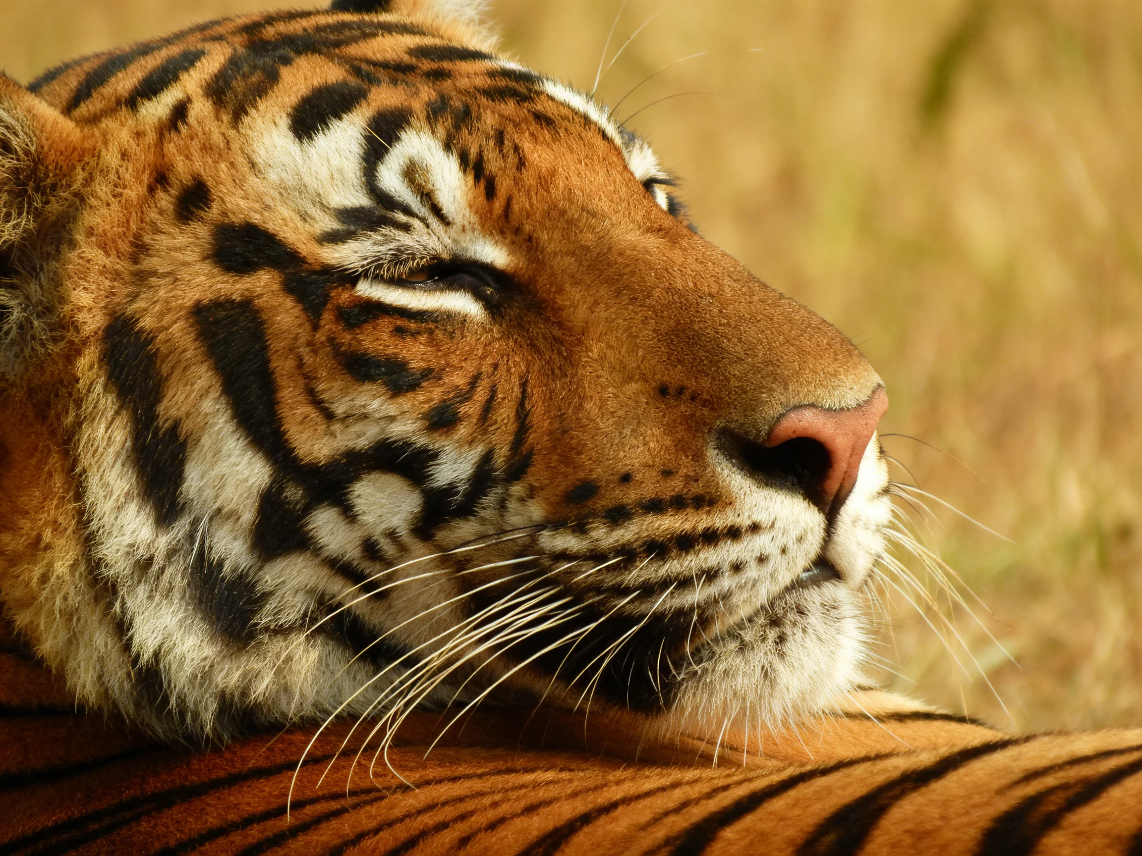 A serene tiger rests with closed eyes in golden grass