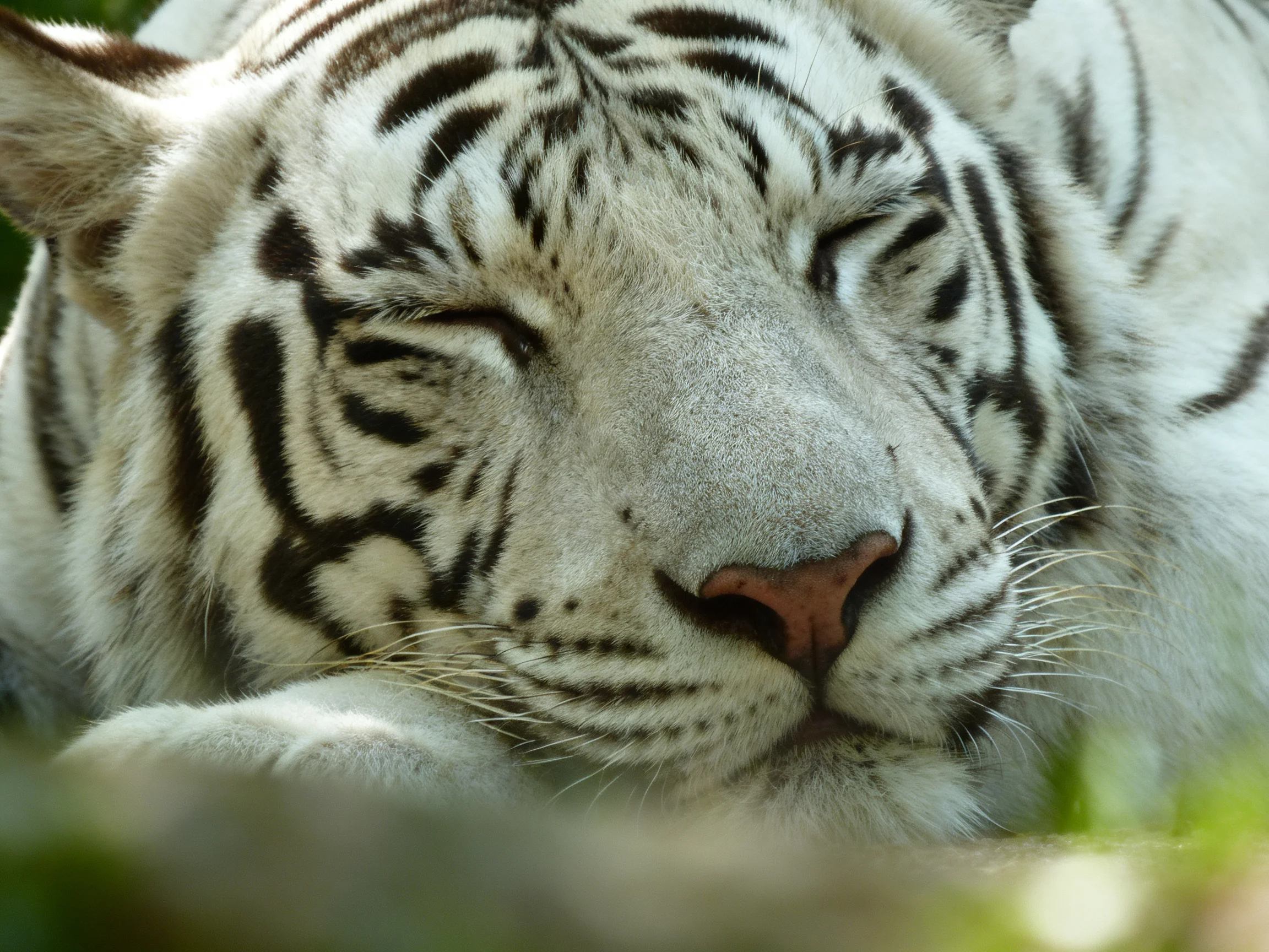 A white tiger sleeps peacefully with eyes closed in a natural setting.