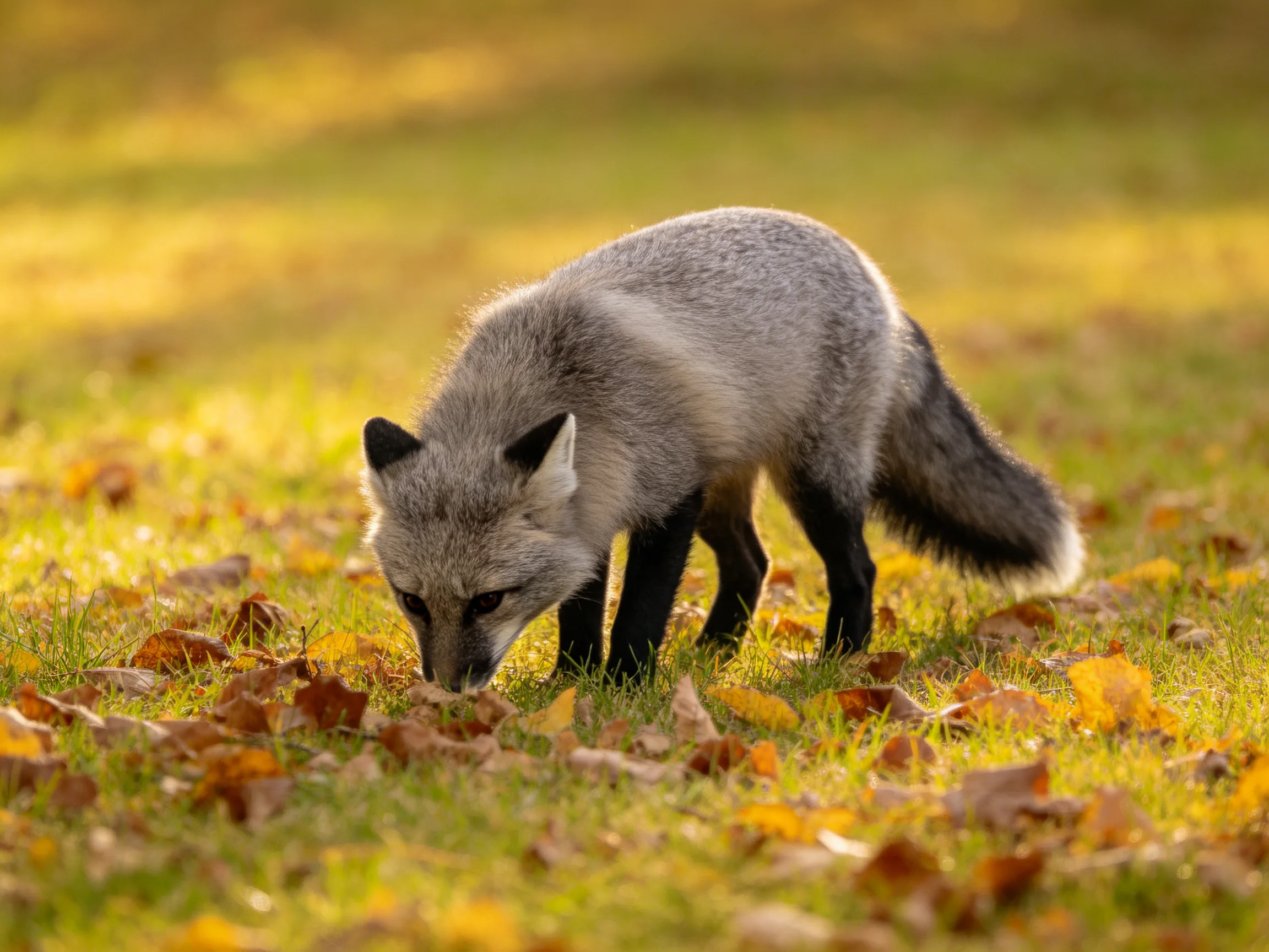 A silver fox forages among golden autumn leaves in a sunlit field