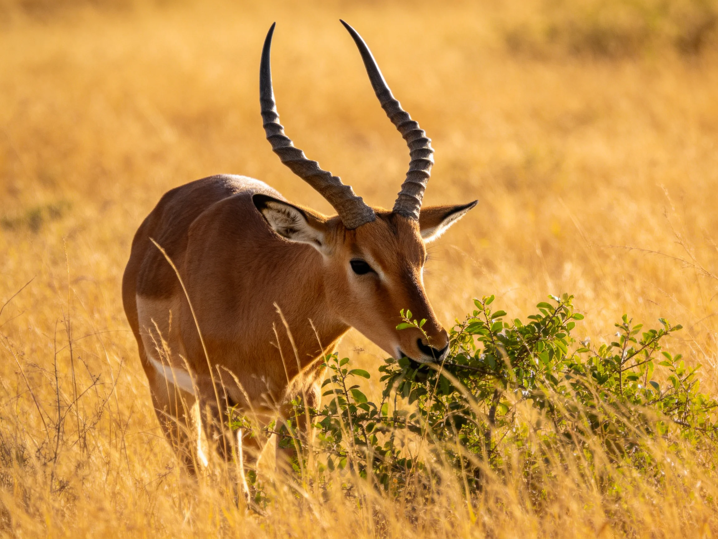 A single antelope with spiraled horns feeding on greenery in golden grasslands