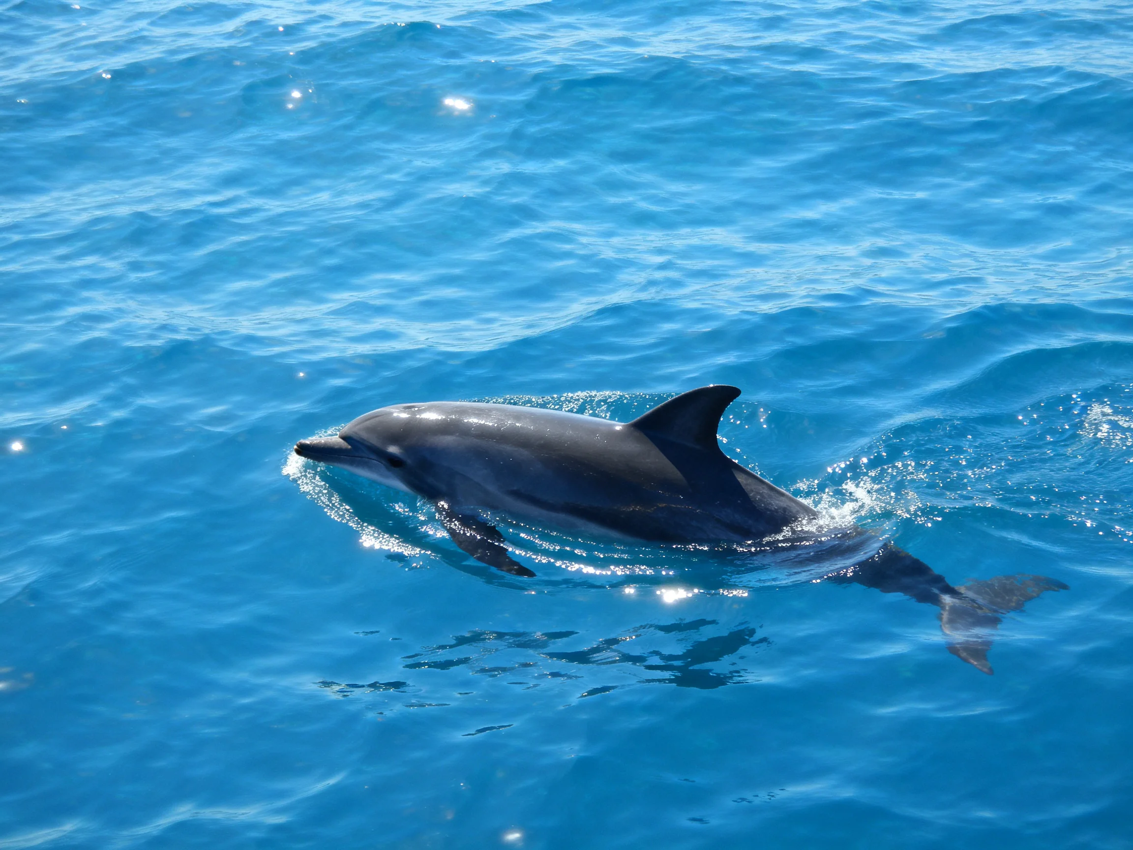 A single dark gray dolphin gliding through vibrant blue ocean waters