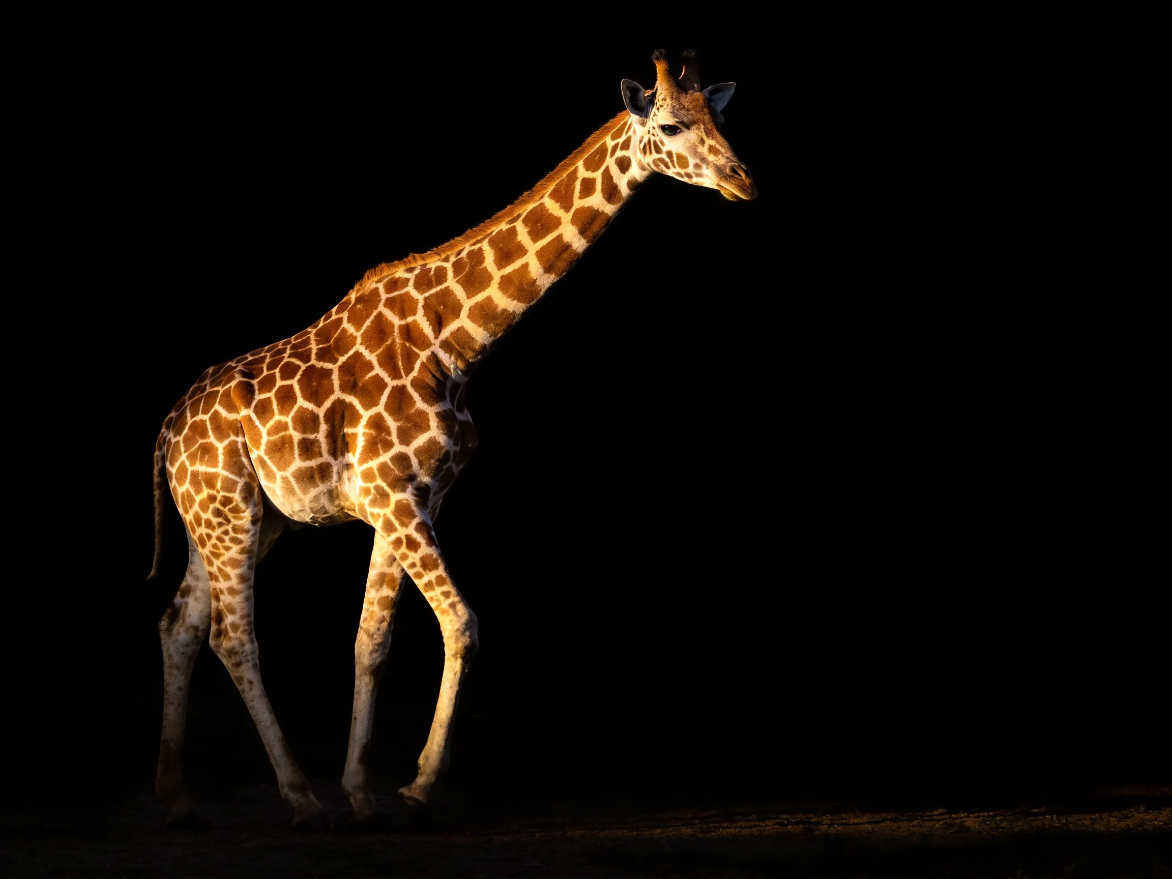A single giraffe with brown and white patches illuminated against a black background