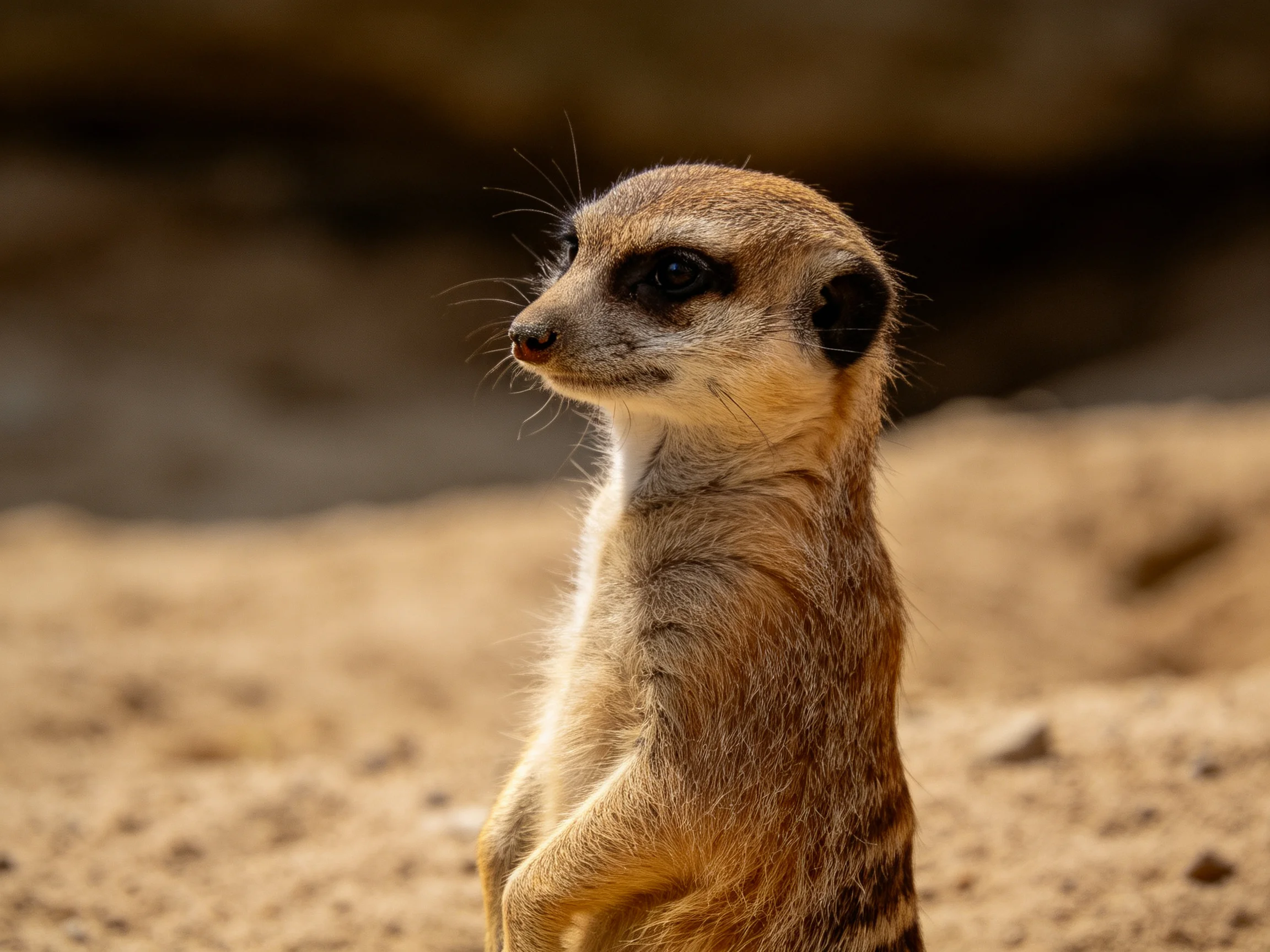 A single meerkat stands alert on sandy terrain with earthy tones