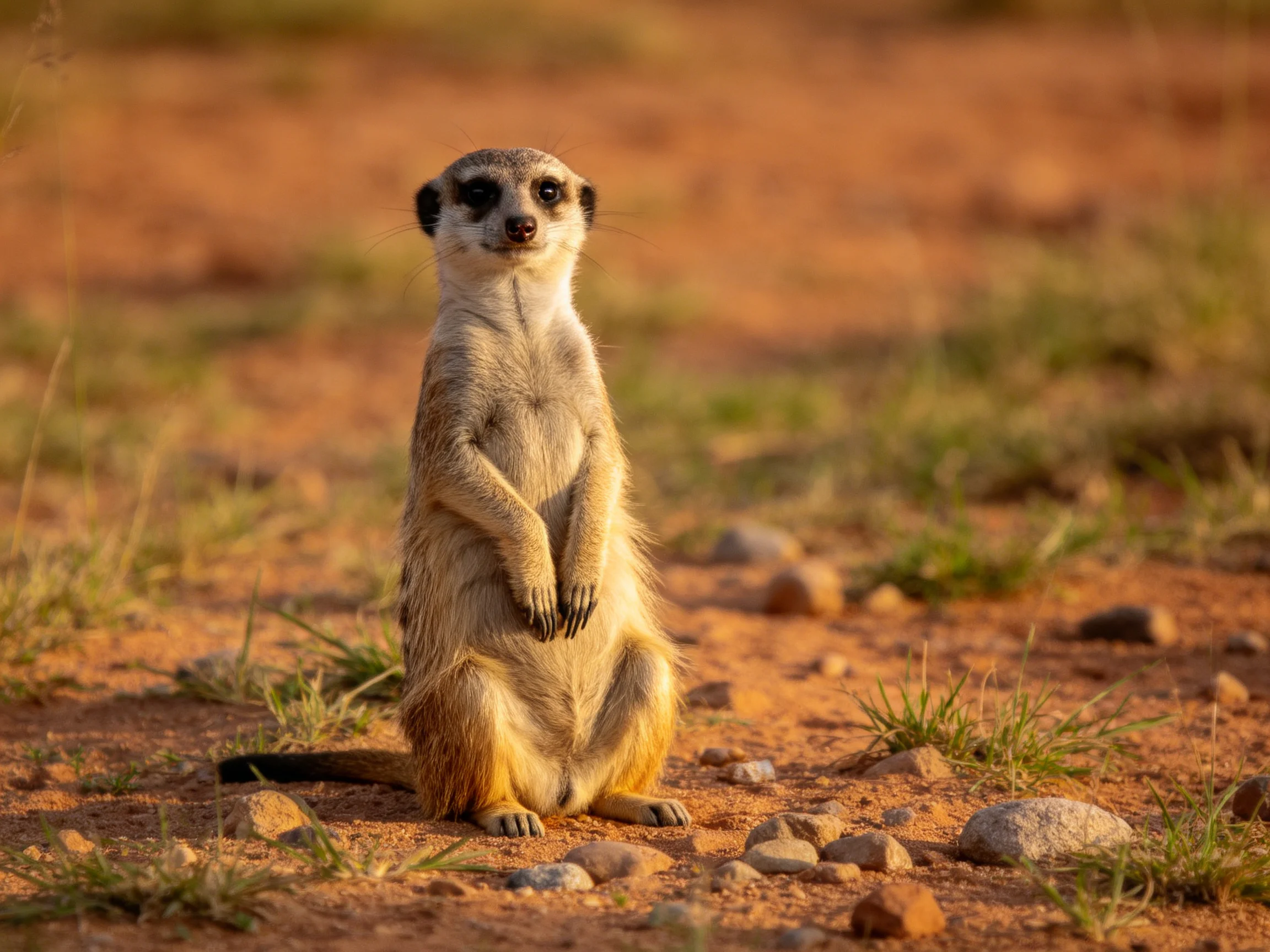 A single meerkat stands on sunlit reddish sand with scattered stones