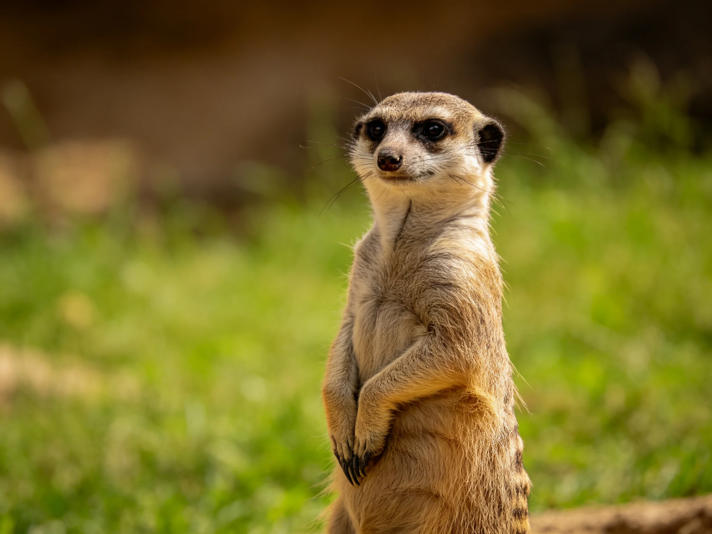 A single meerkat stands upright in a sunlit green field