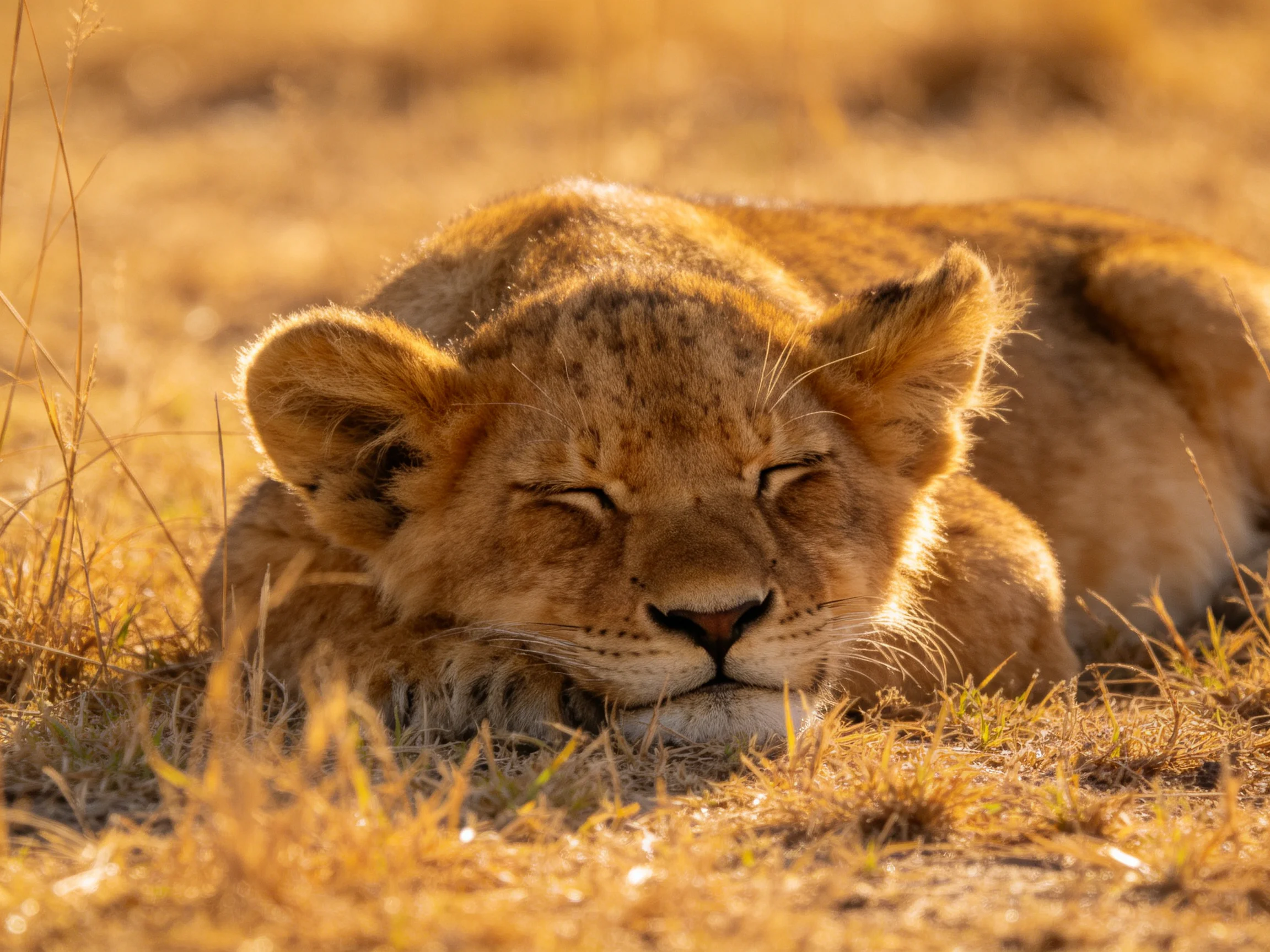 A sleepy lion cub resting in golden savannah grass