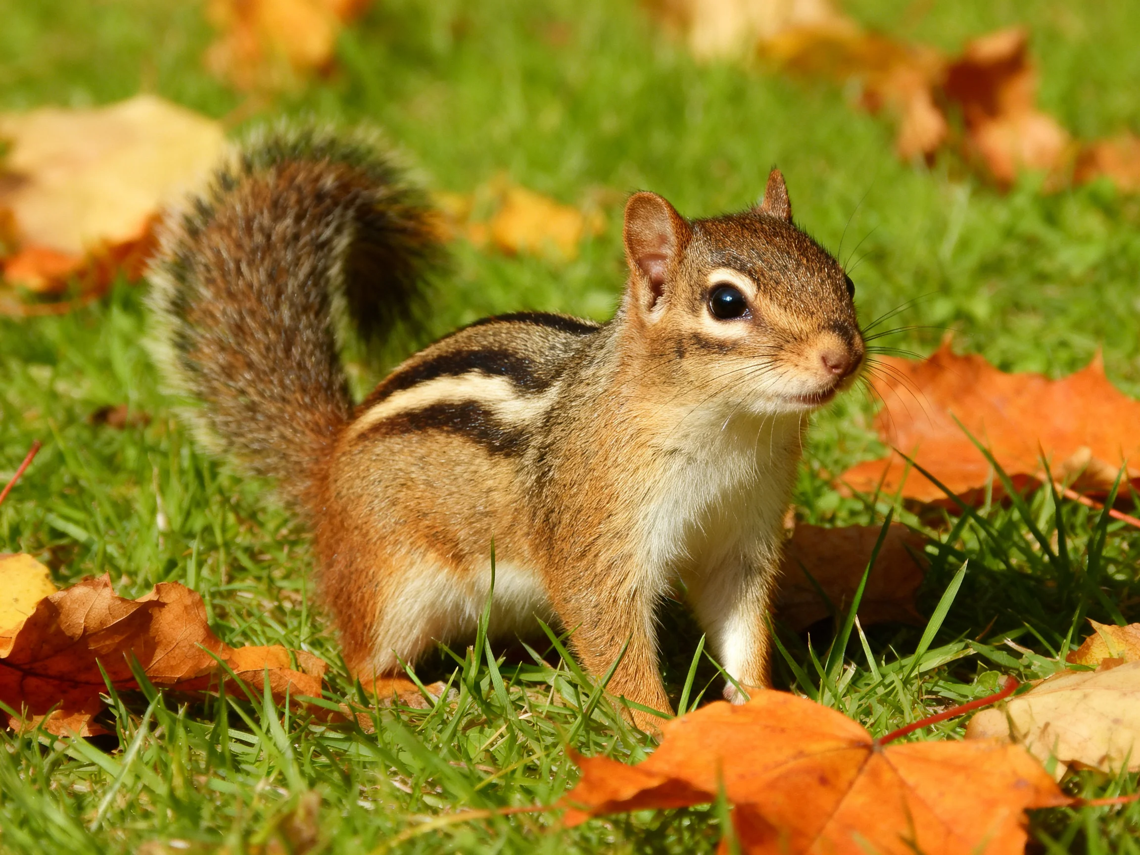 A small brown chipmunk among orange fallen leaves and green grass