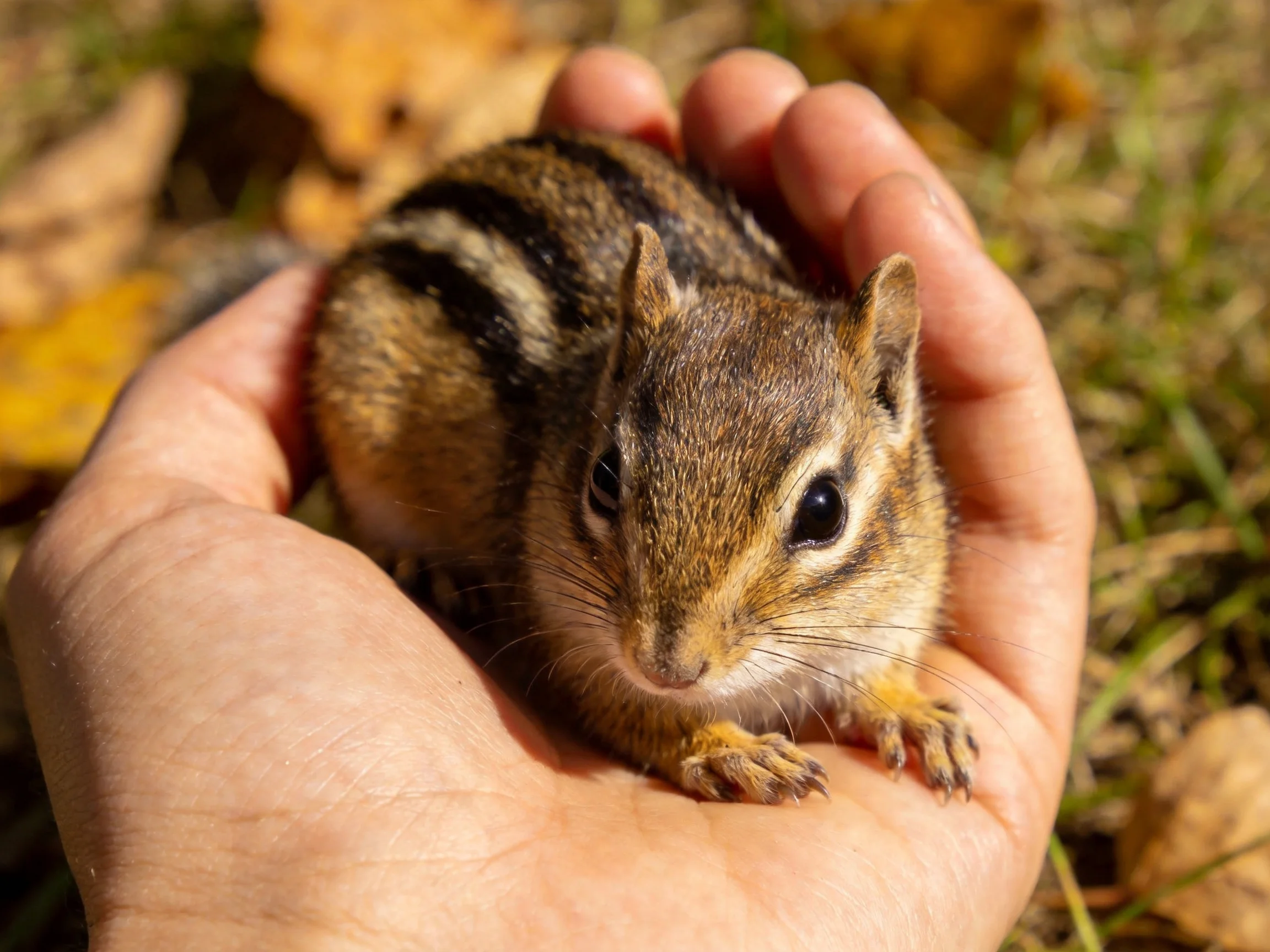 A small brown chipmunk rests in an open palm amid autumn foliage