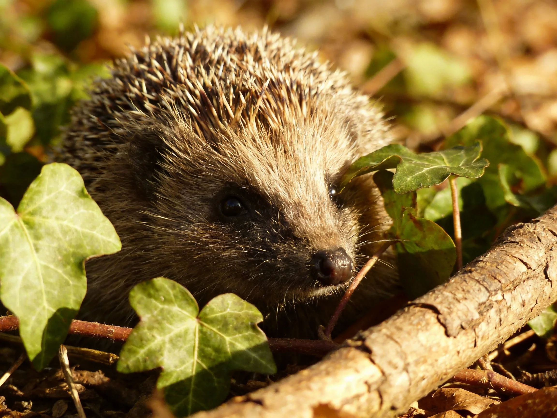 A small brown hedgehog rests among green plants and a wooden branch.