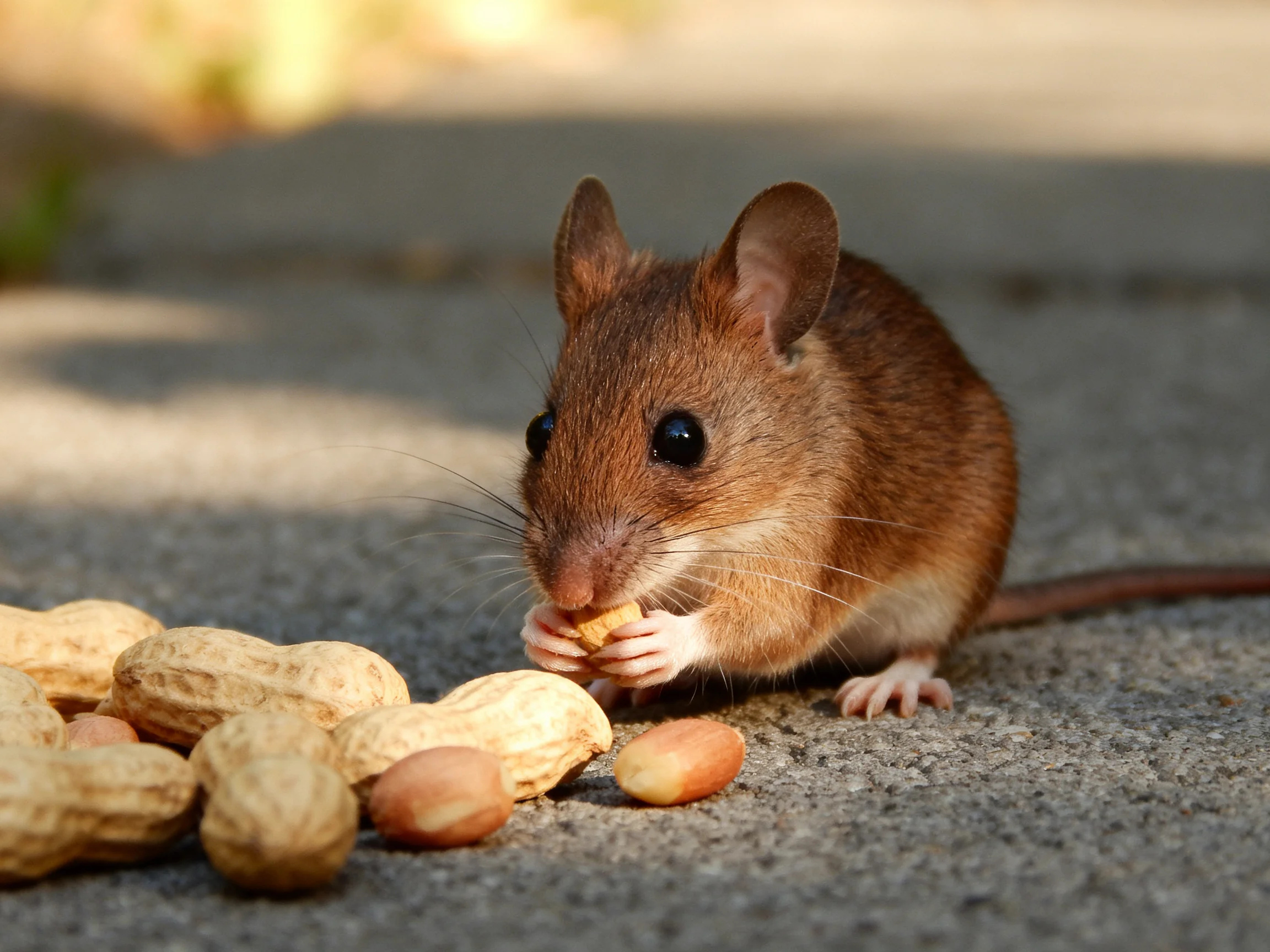 A small brown mouse eating peanuts on a gray pavement