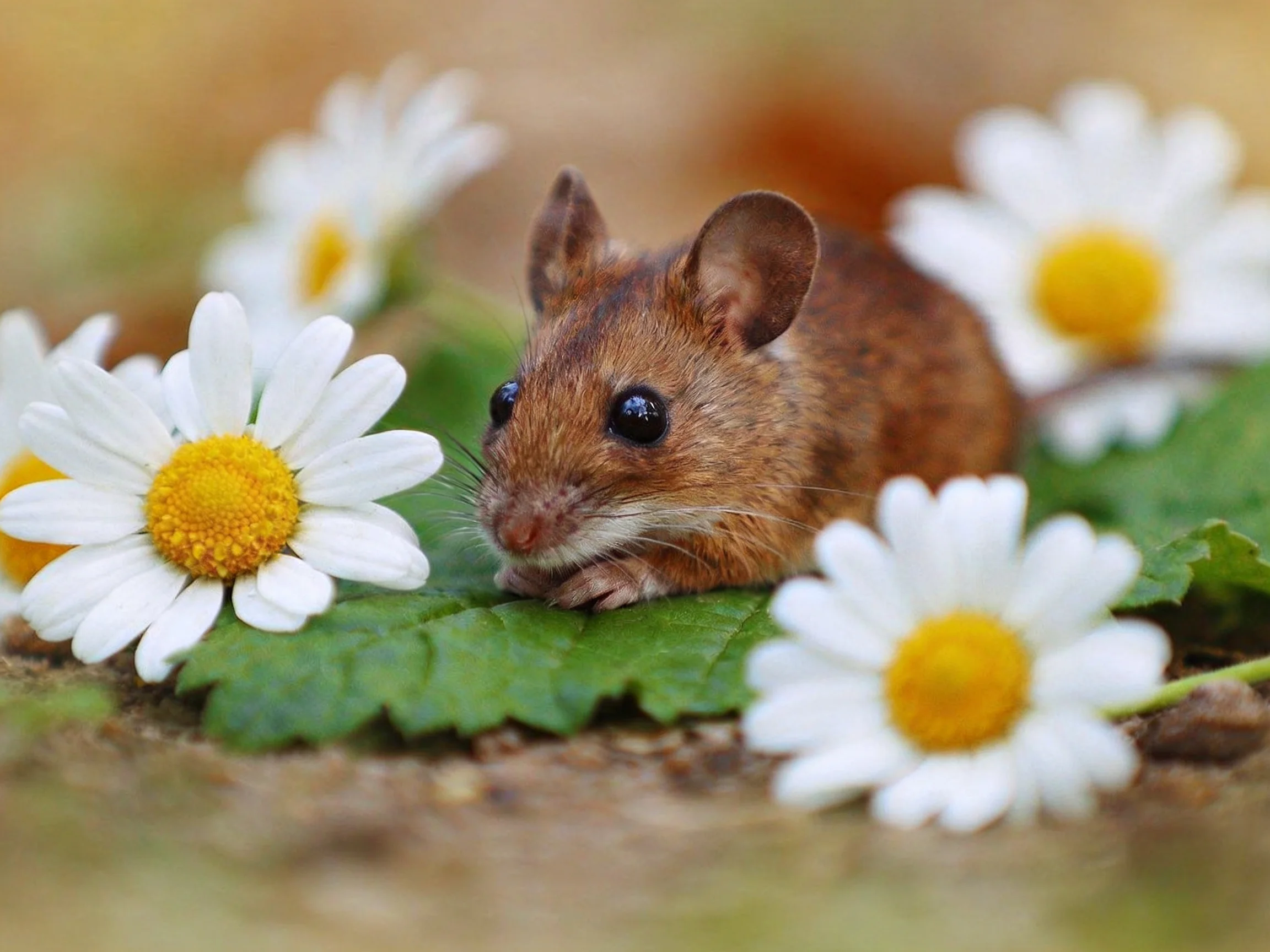 A small brown mouse rests among white daisies and green foliage