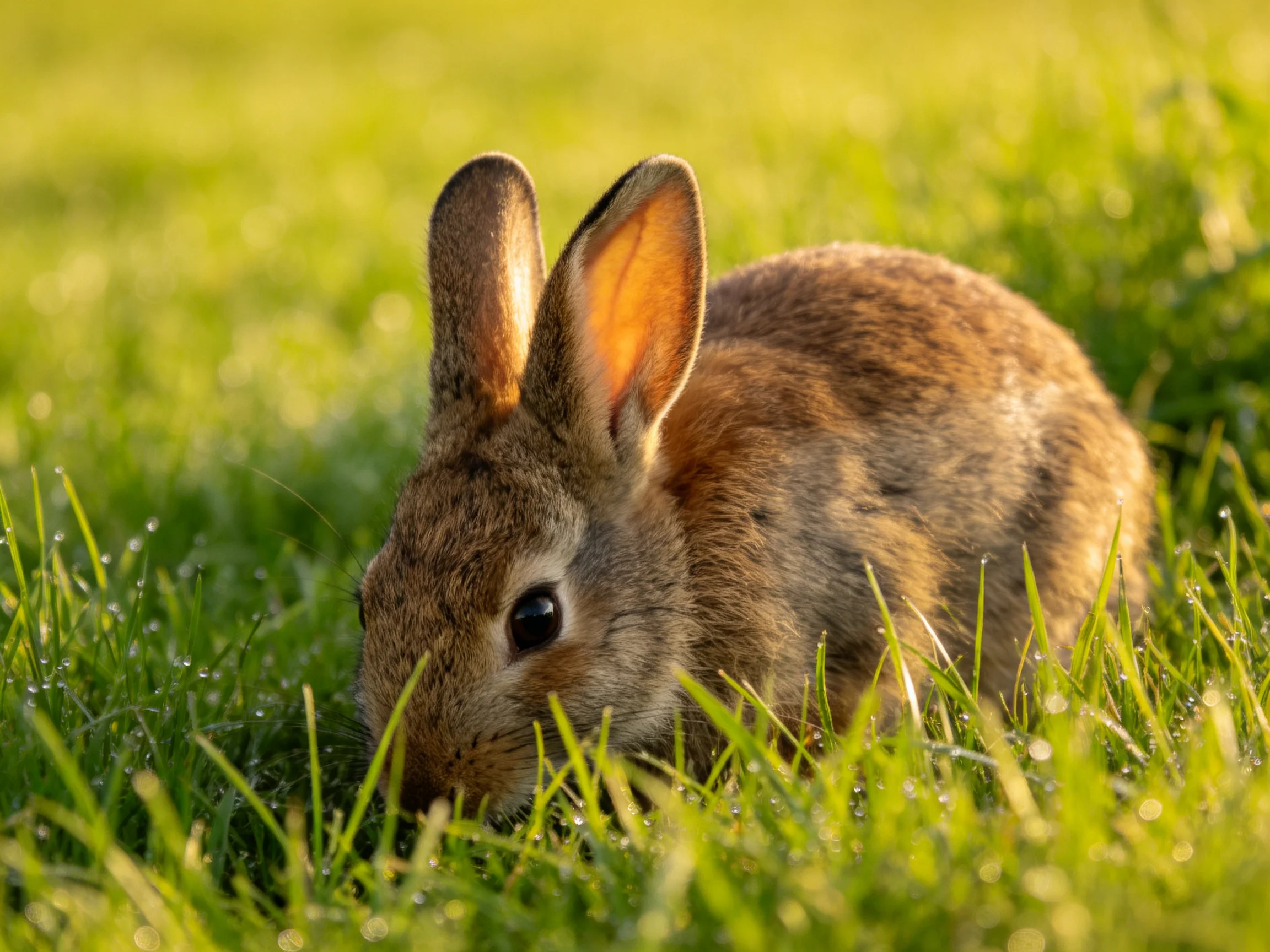 A small brown rabbit grazing in dewy green grass