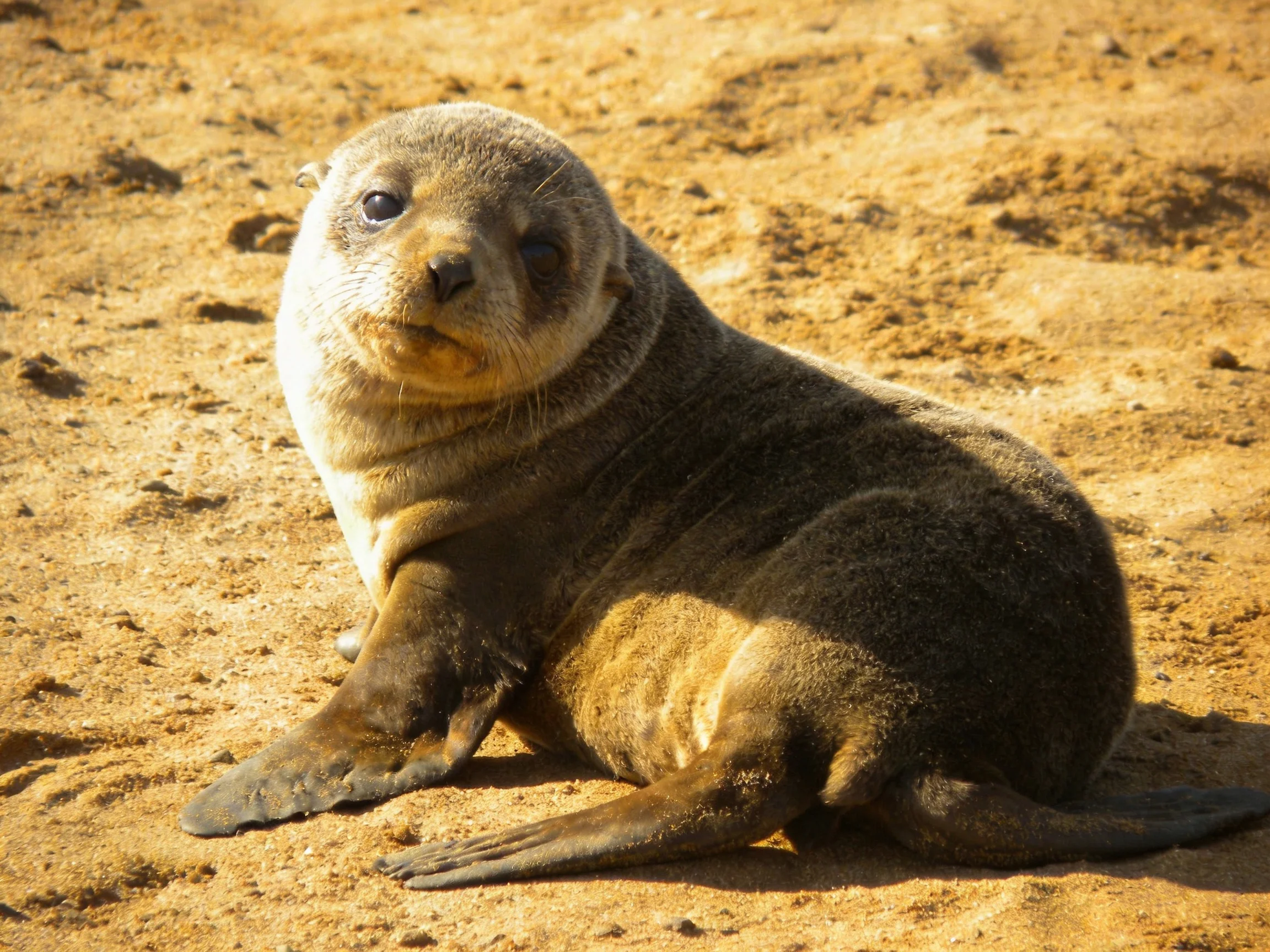 A small brown sea lion rests on sunlit sandy terrain